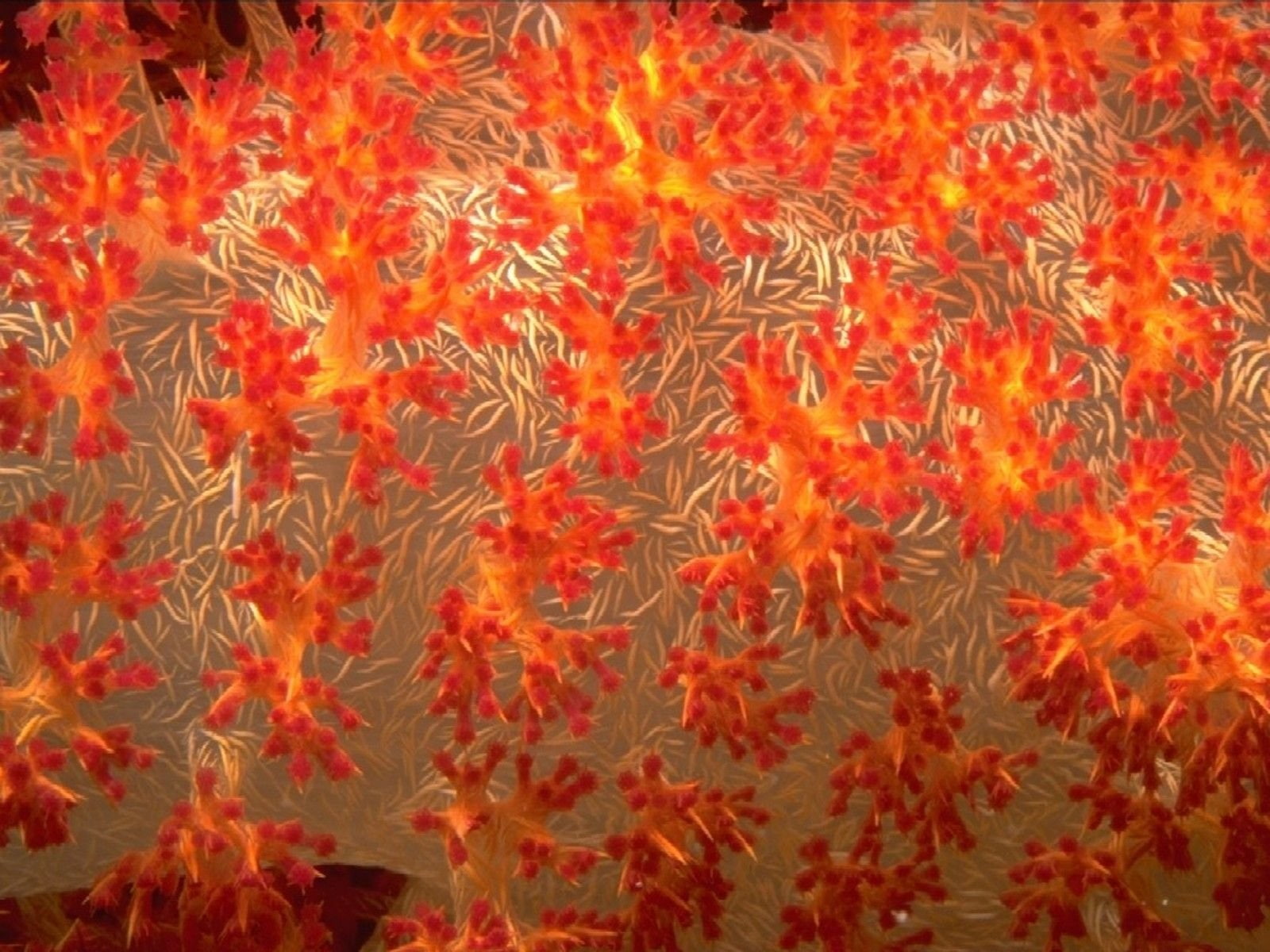 720P, Sea Slug, Nudibranch, Animal, Coral, HD Wallpaper