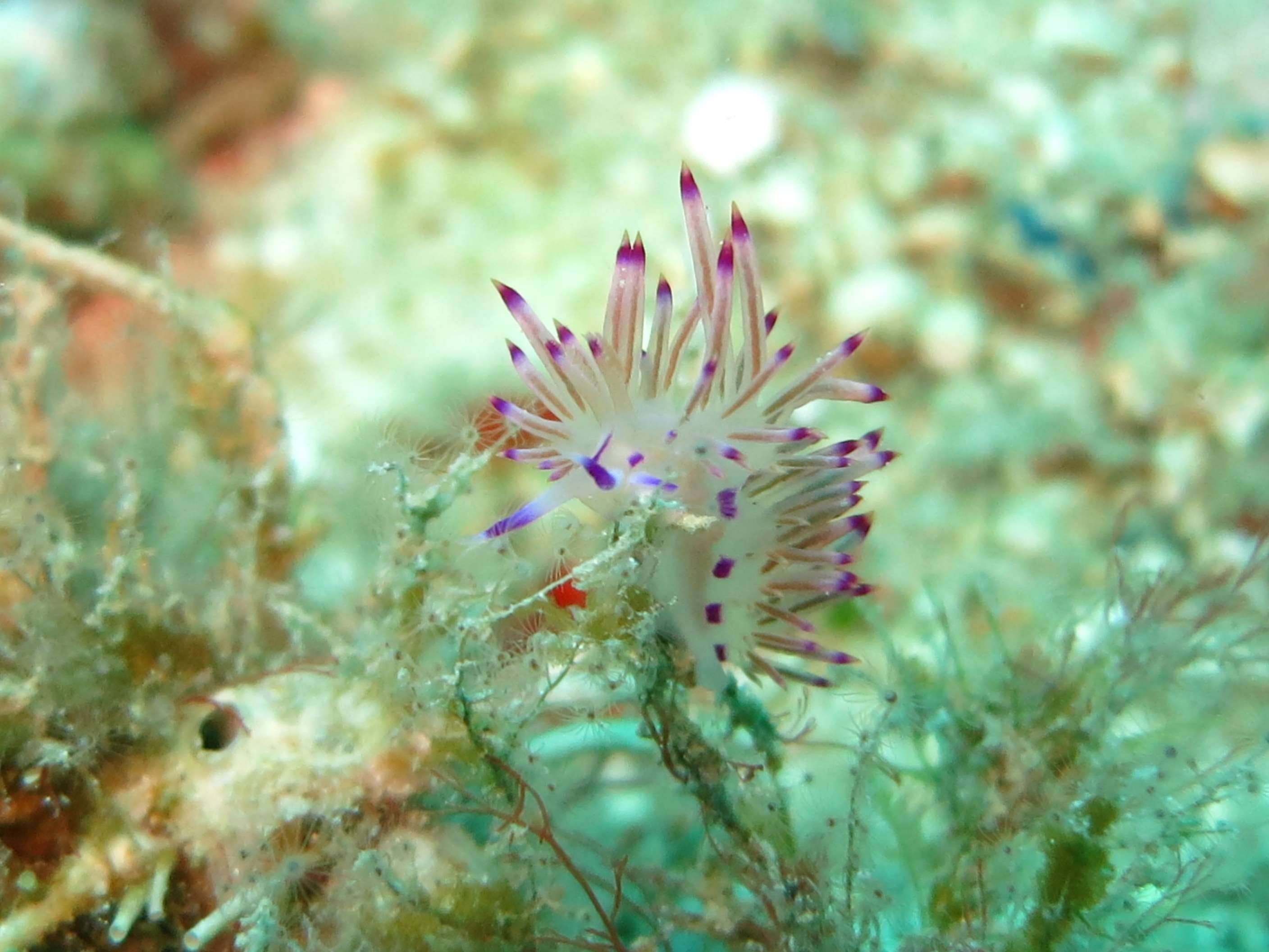 macro, philippines, undersea, pollen, scuba, animal themes, beauty in nature, marine, 2K, scuba diving, mollusc, invertebrate, nature, seaslug, close-up, HD Wallpaper