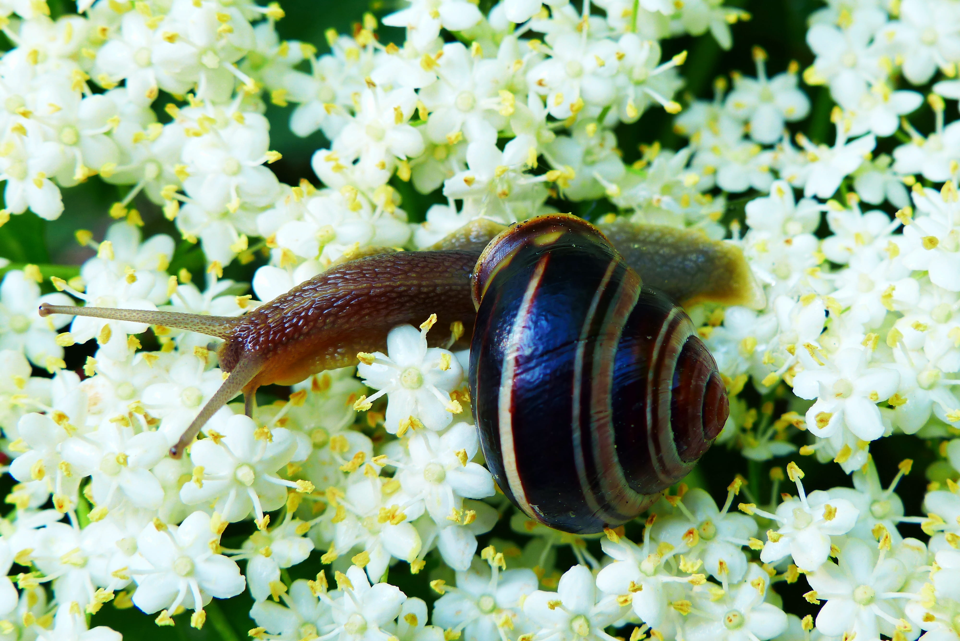 invertebrate, focus, animal wildlife, blossom, pollen, animals in the wild, sea life, bee, daisies, butterfly, snail, daisy, sea anemone, selective, one animal, HD Wallpaper