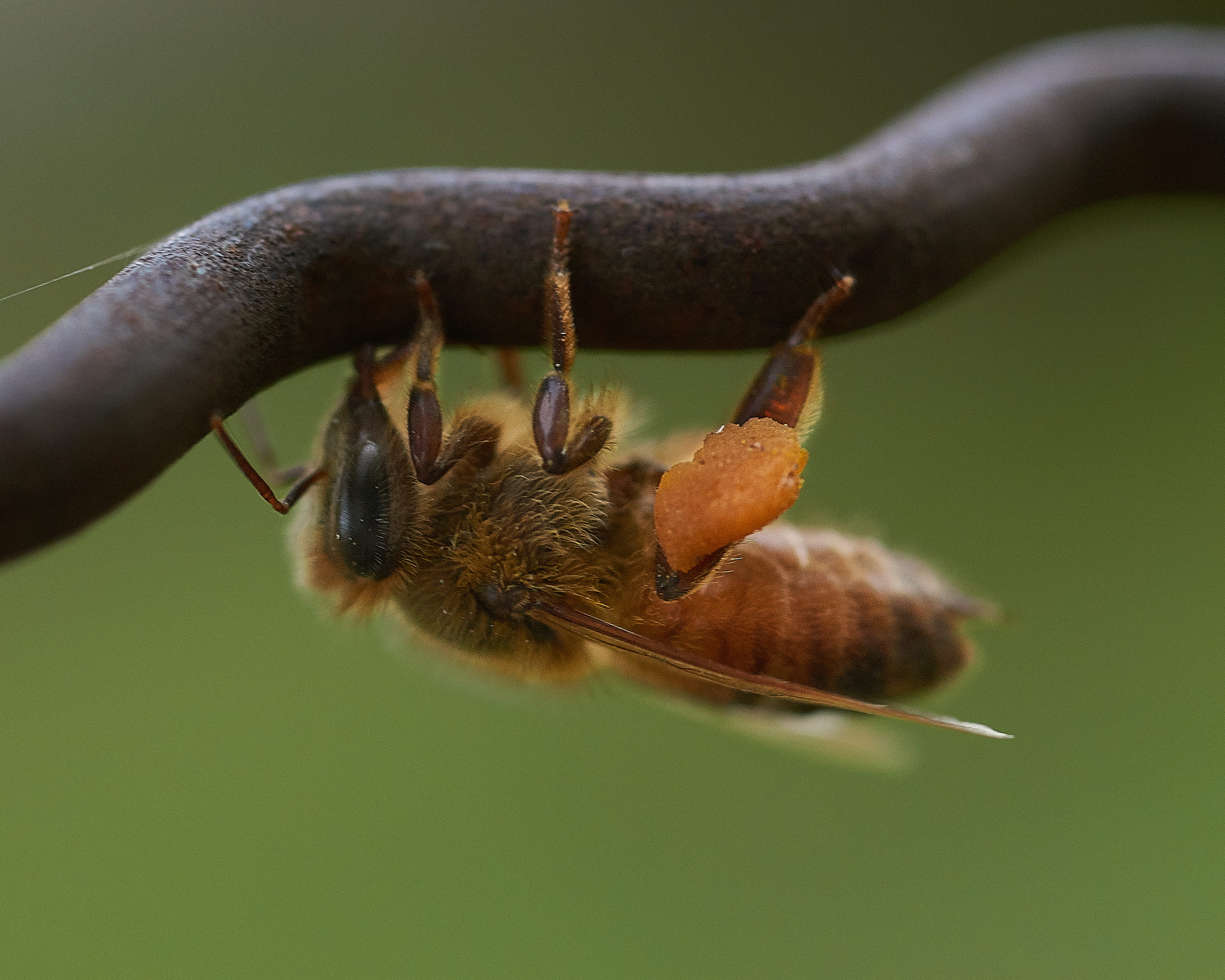 pollen, hornet, animal body part, clam, close-up, extreme close-up, andrena, sea life, termite, nature, bumblebee, 4K, insect, no people, cricket insect, HD Wallpaper