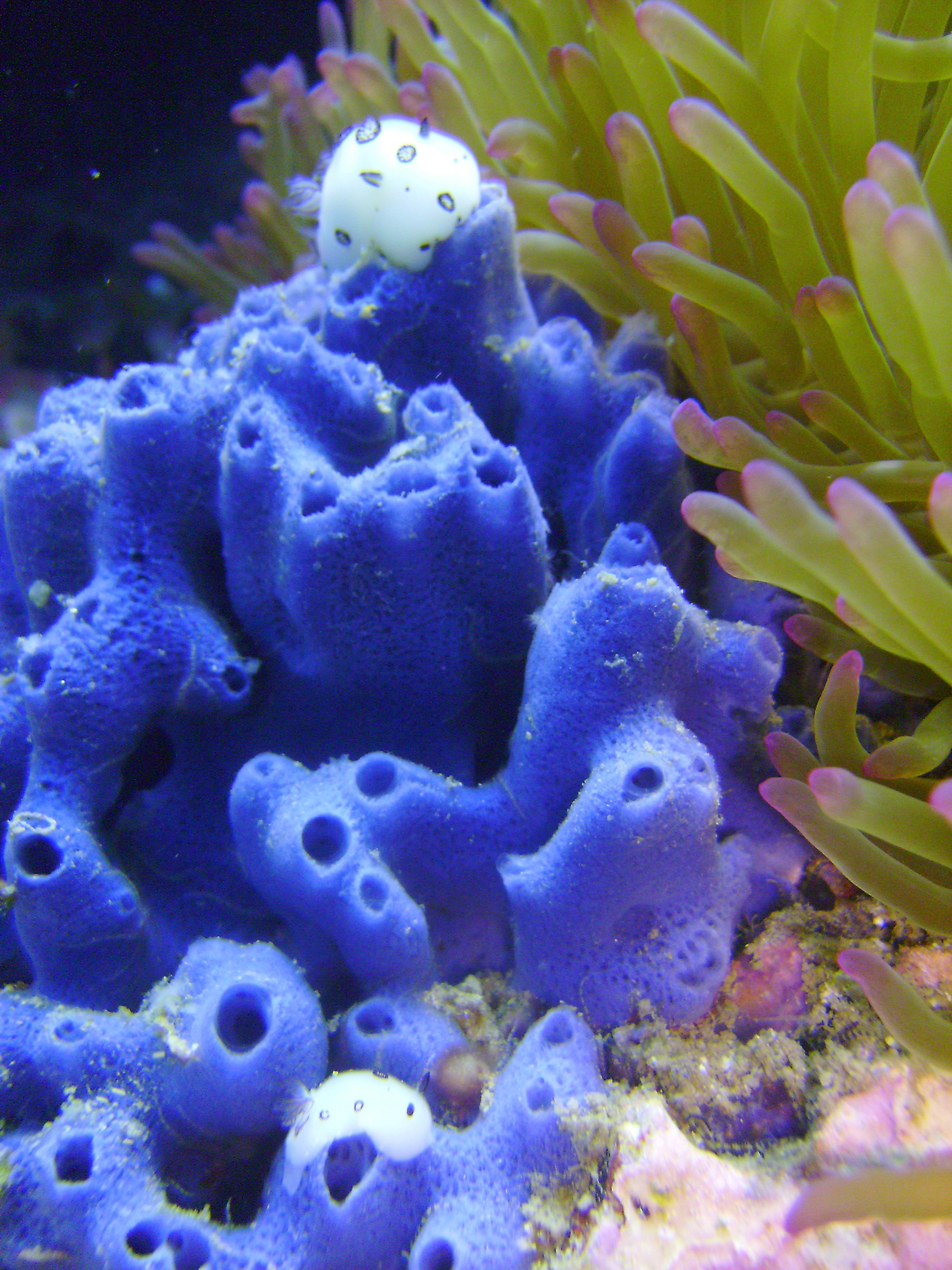 ecosystem, animal themes, animals in the wild, coral, animal, invertebrate, undersea, marine, no people, one animal, sea, reef, aquatic, sea Life, fish, Phone HD Wallpaper