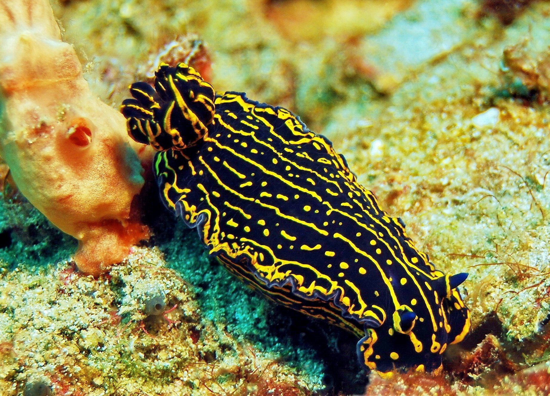 720P, sea slug, HD Wallpaper
