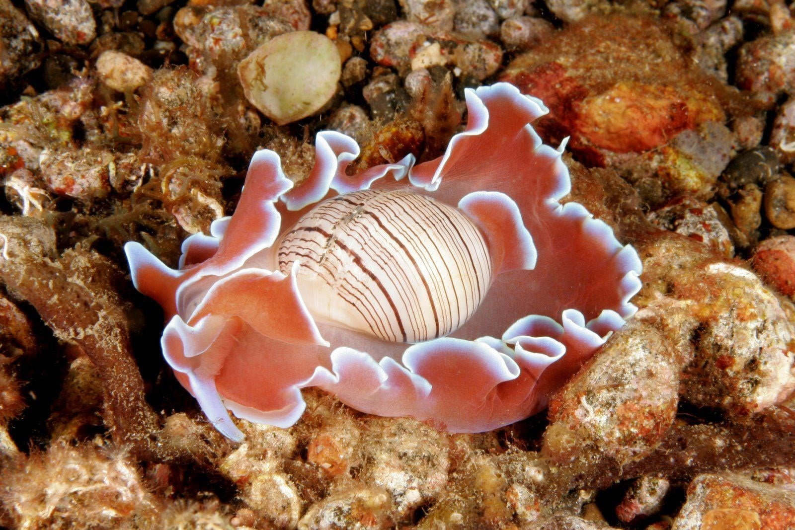 720P, sea slug, HD Wallpaper