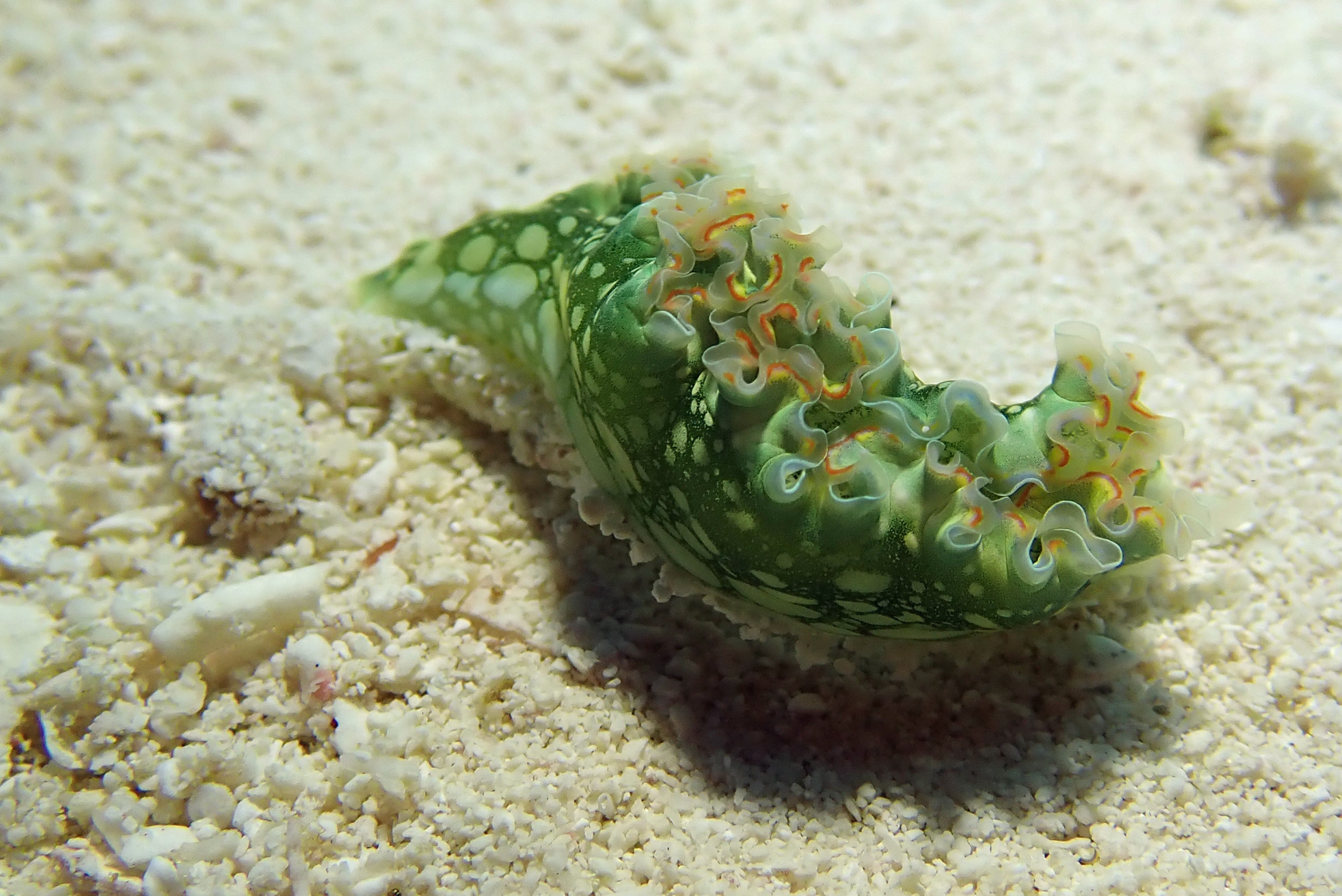 sand, outdoors, animal, water, nudibranch, sea, animal themes, land, animals in the wild, food and drink, sea life, day, no people, caribbean, undersea, HD Wallpaper