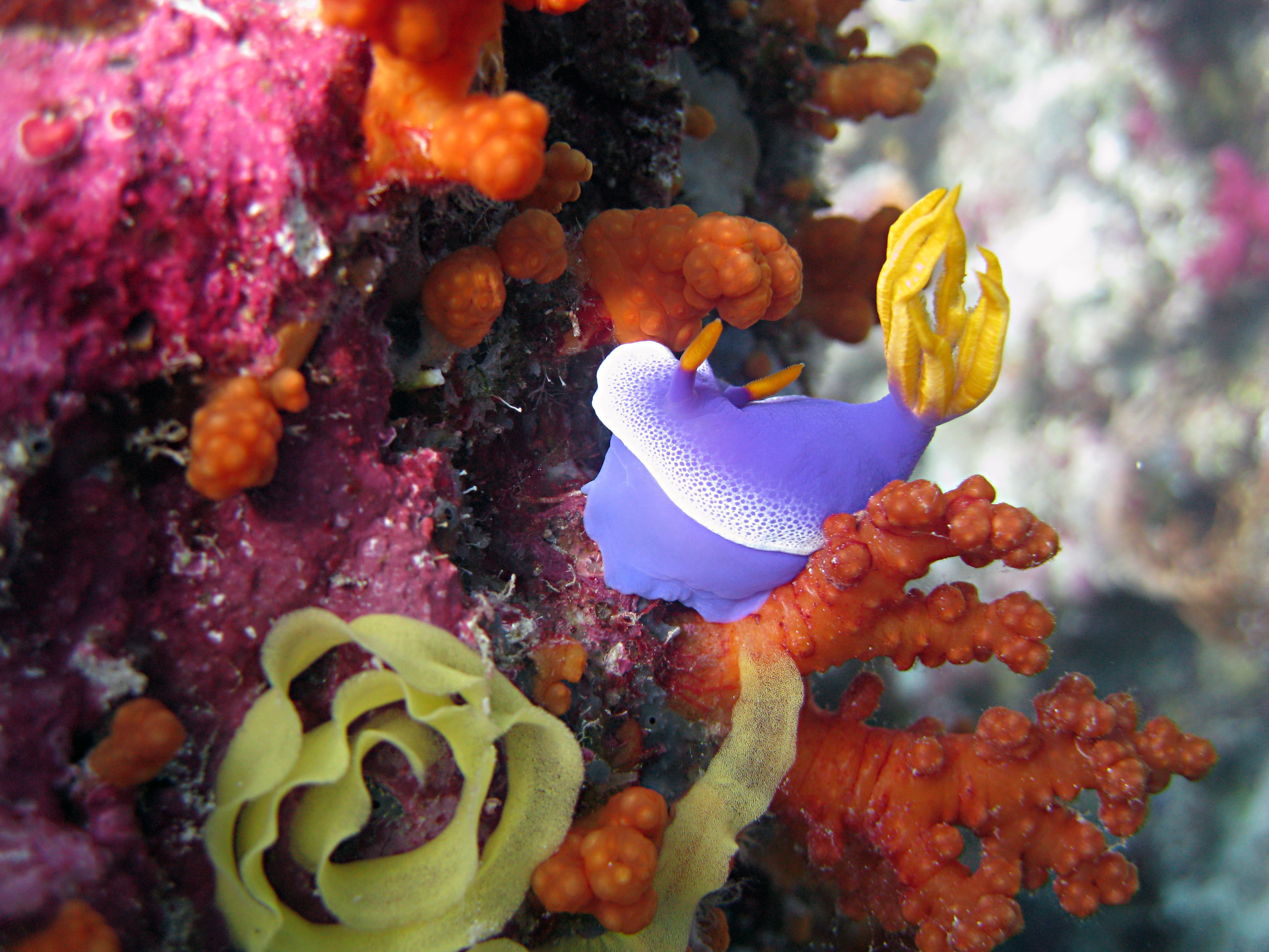 diving, animal themes, sea life, nature, coral, undersea, vertebrate, nudibranch, scuba, 4K, animals in the wild, water, sea, reef, multi colored, indonesia, HD Wallpaper
