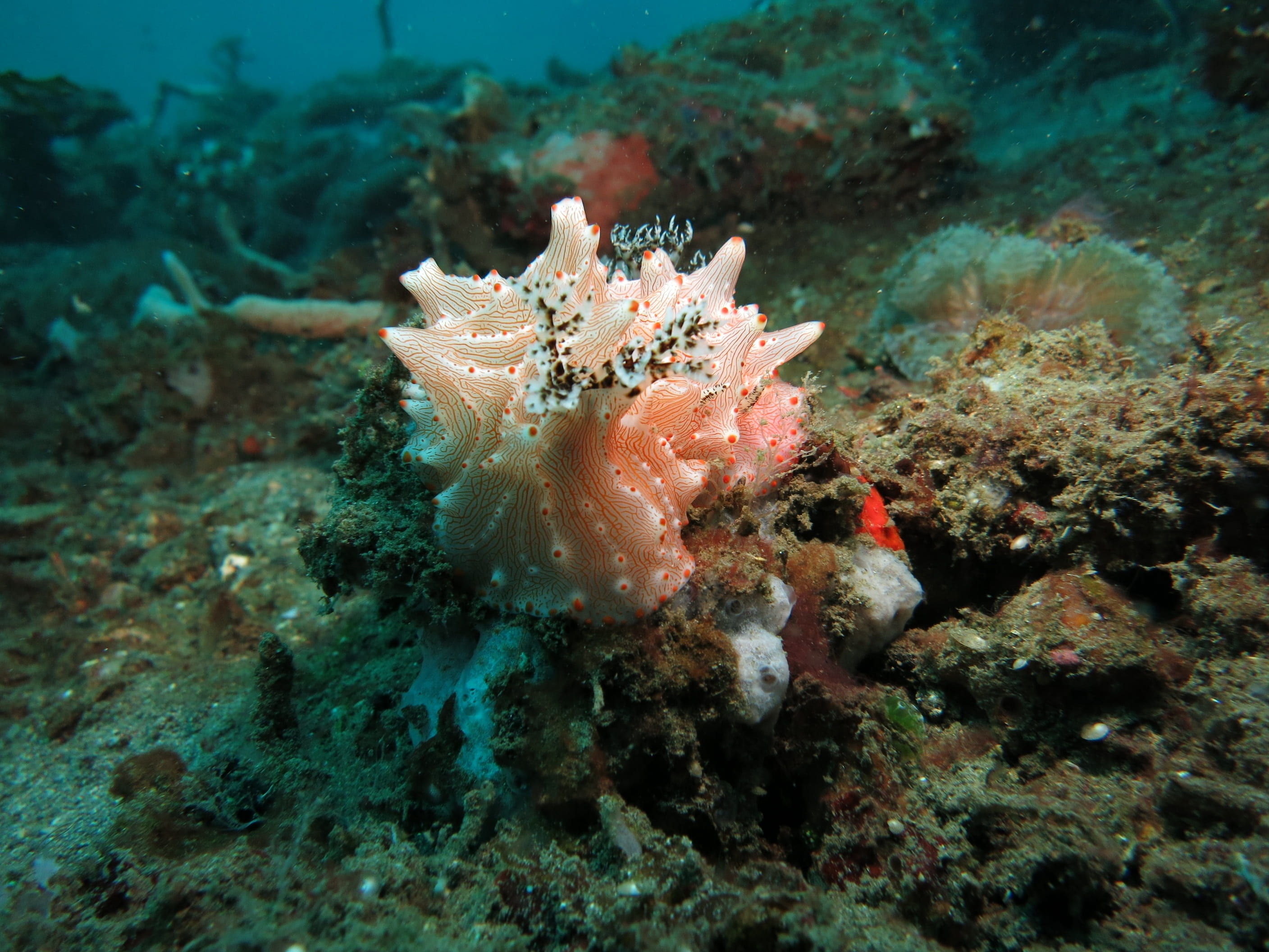 beauty in nature, nudibranch, scuba, invertebrate, pink, reef, animal wildlife, swimming, no people, nature, dive, tropical, marine, fish, ecosystem, water, HD Wallpaper
