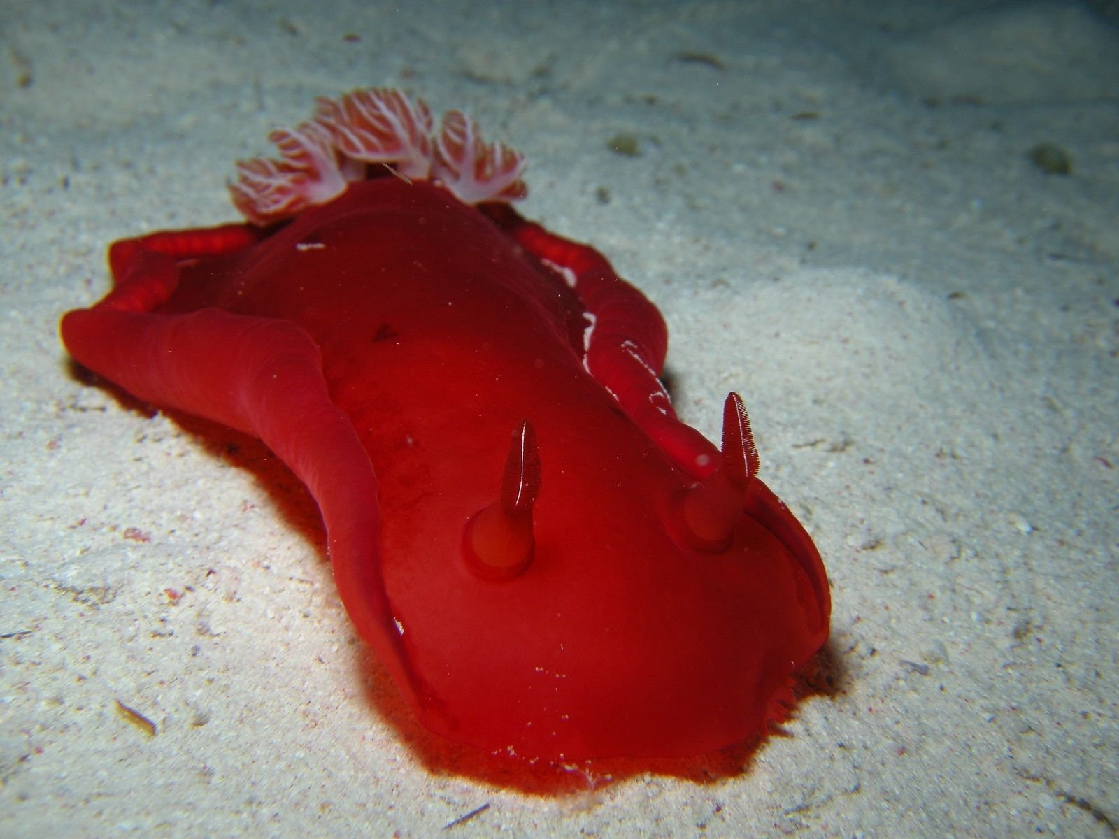 Nudibranch, Animal, 720P, Sea Slug, HD Wallpaper