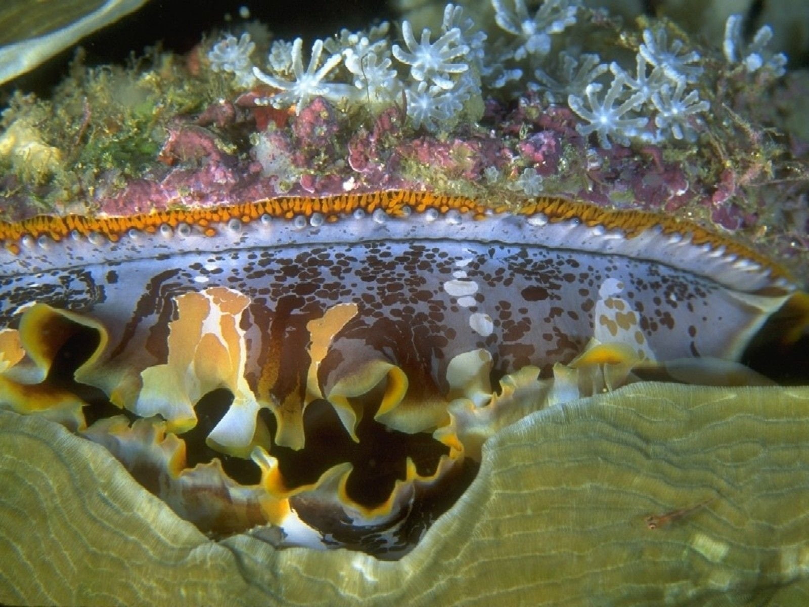 720P, Animal, Nudibranch, Sea Slug, HD Wallpaper