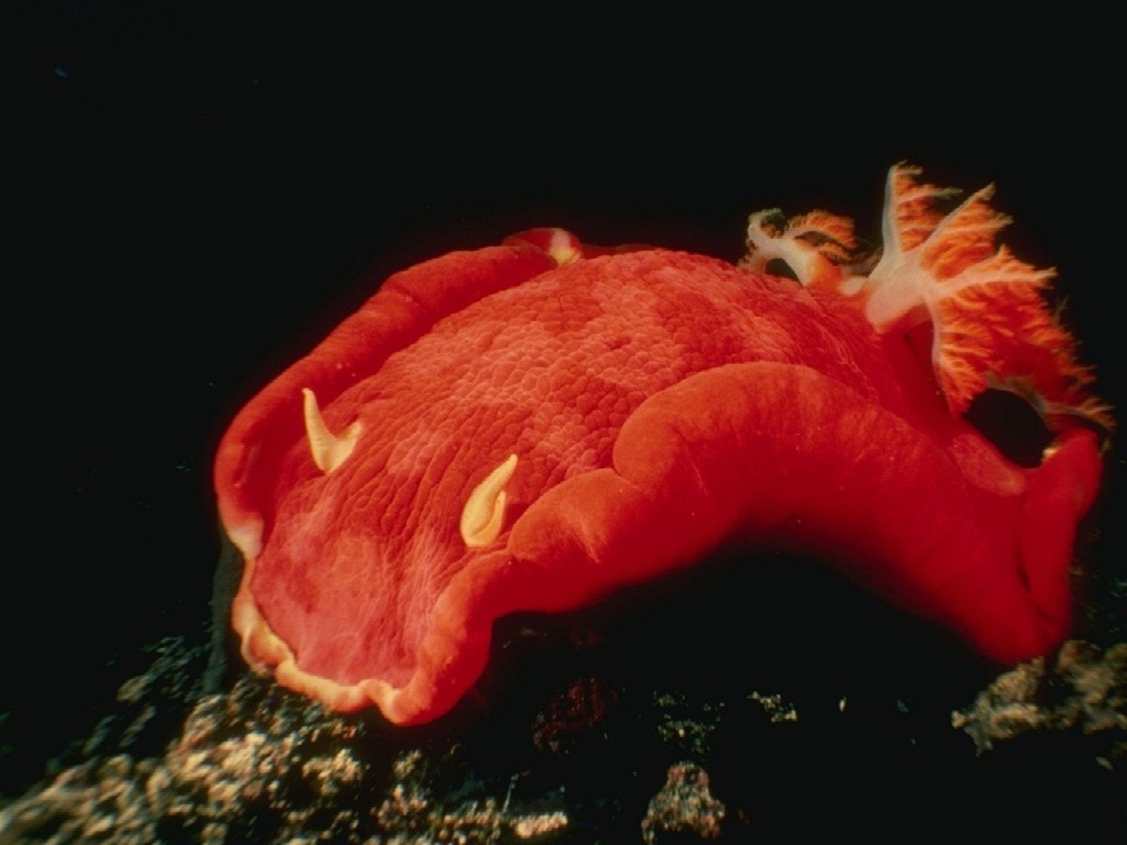 Animal, Sea Slug, 720P, Nudibranch, HD Wallpaper