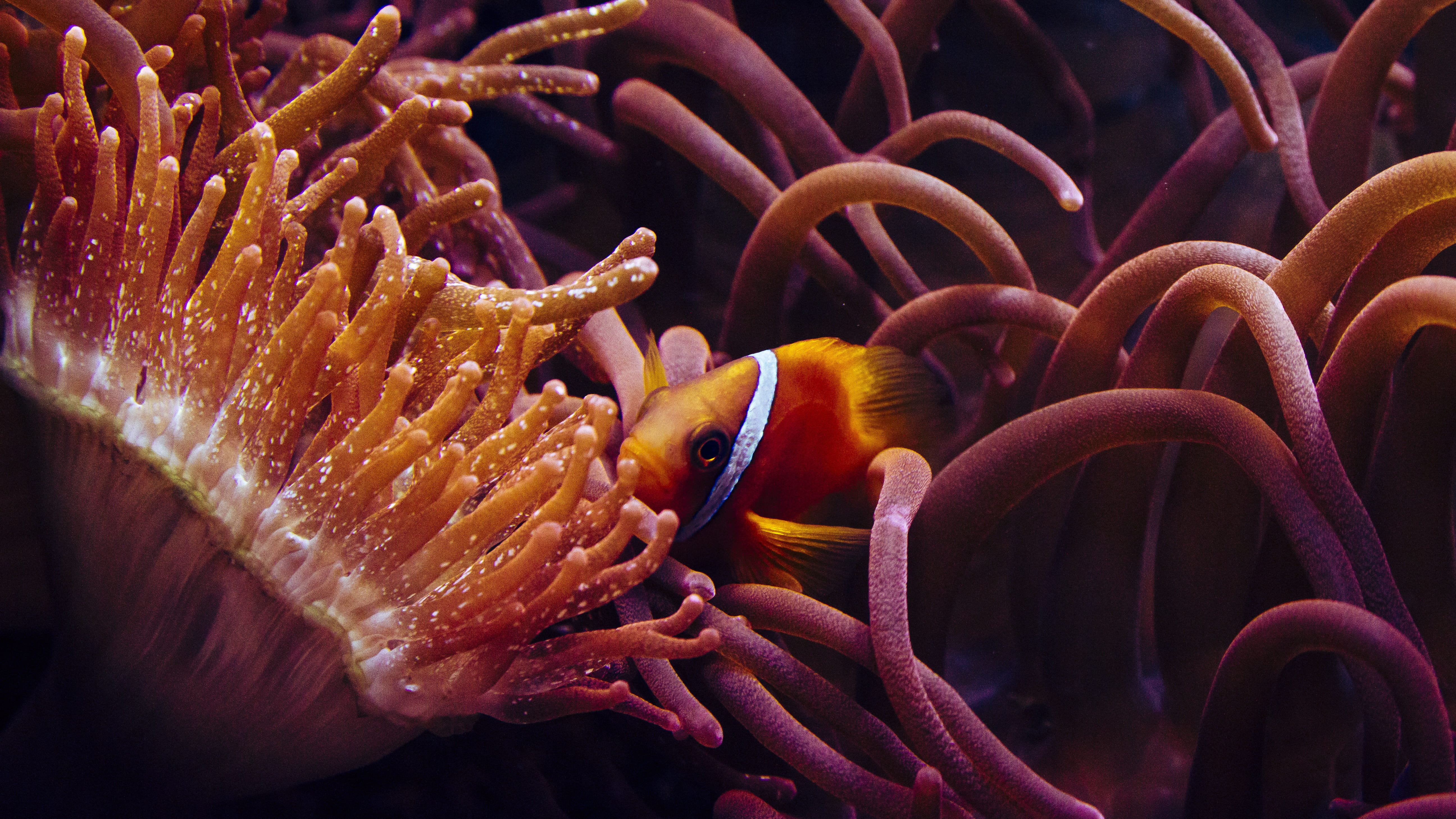nemo, water, underwater world, exotic, animal, sea, hidden, one animal, no people, fish, nature, anemones, reef, undersea, close-up, anemone fish, water creature, HD Wallpaper
