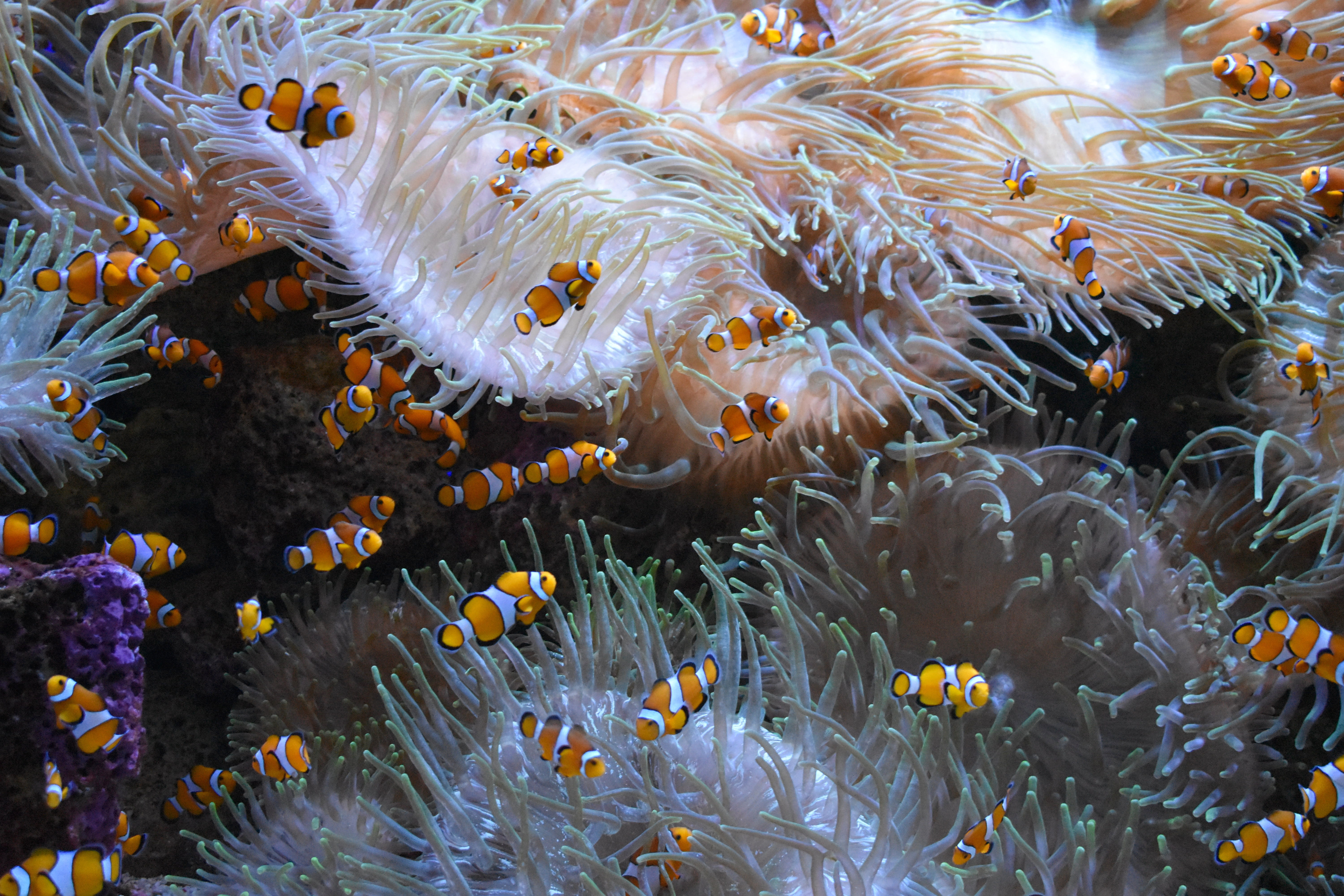 undersea, ocean, underwater, coral, nature, group of animals, anemone, sea life, no people, vertebrate, animal, water, animal themes, ecosystem, outdoors, HD Wallpaper