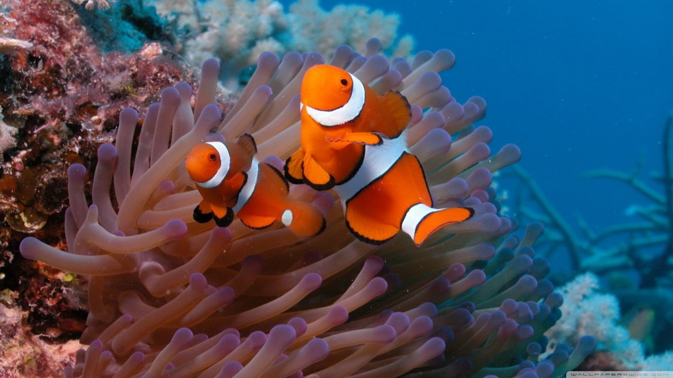 underwater, no people, animals in the wild, marine, symbiotic relationship, swimming, vertebrate, nature, group of animals, fish, undersea, animal themes, HD Wallpaper