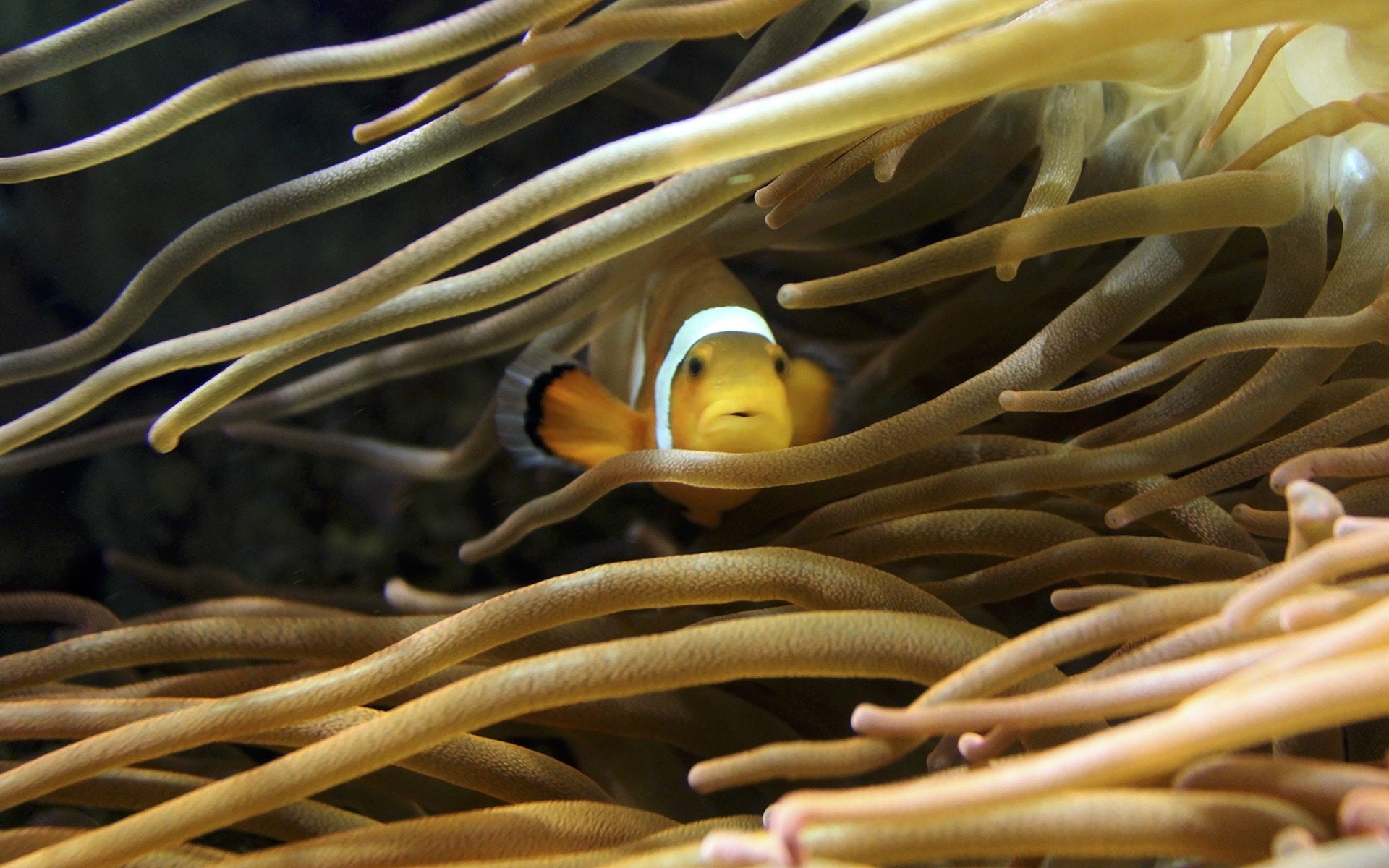 Anemones, animal themes, sea life, ecosystem, sea, 1080P, animal wildlife, marine, clown fish, nature, underwater, invertebrate, coral, water, animal, HD Wallpaper