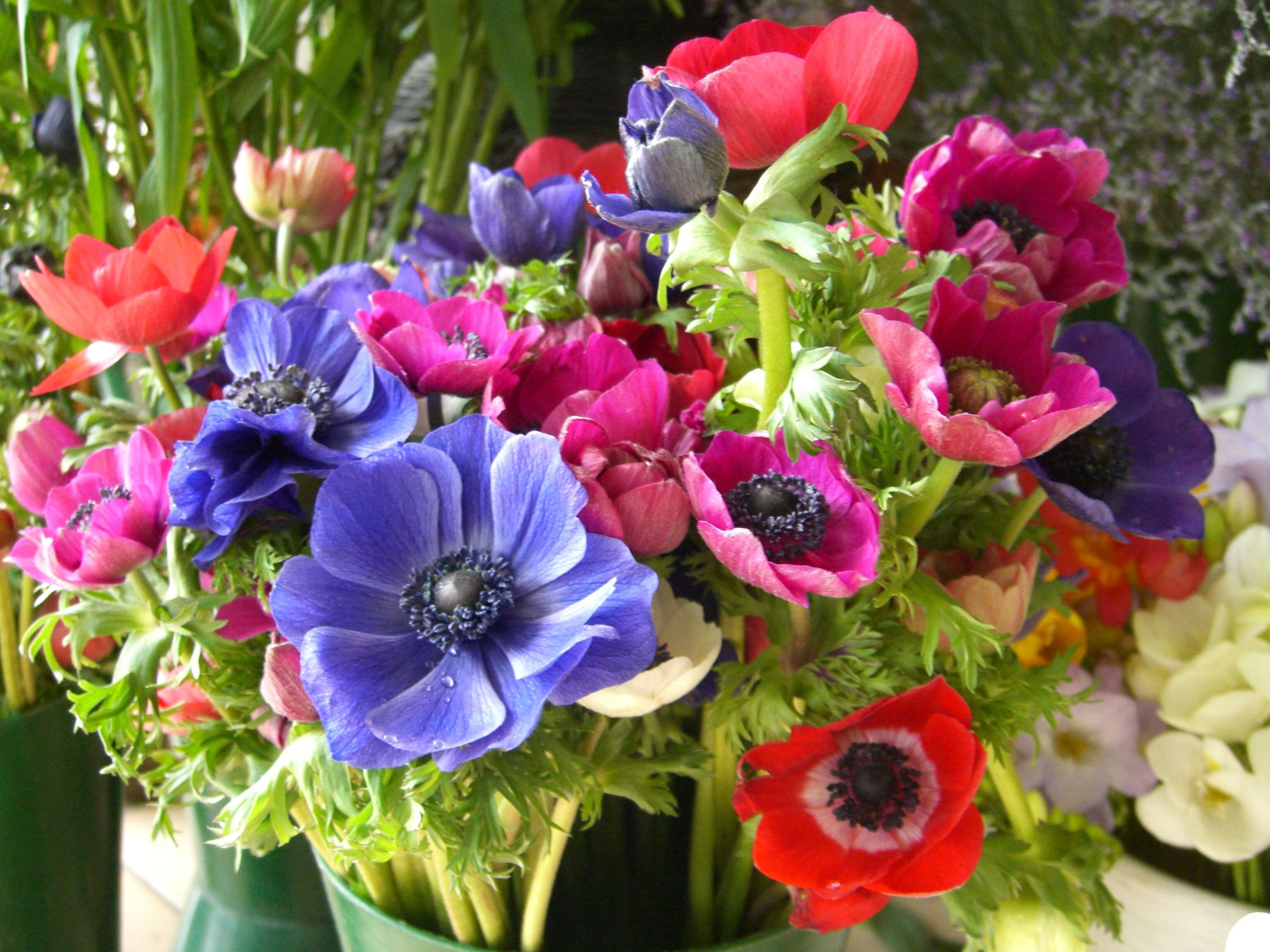no people, freshness, petal, beauty in nature, colorful, nature, purple, pollen, close-up, flowers, flower, anemones, colourful, inflorescence, flowering plant, HD Wallpaper