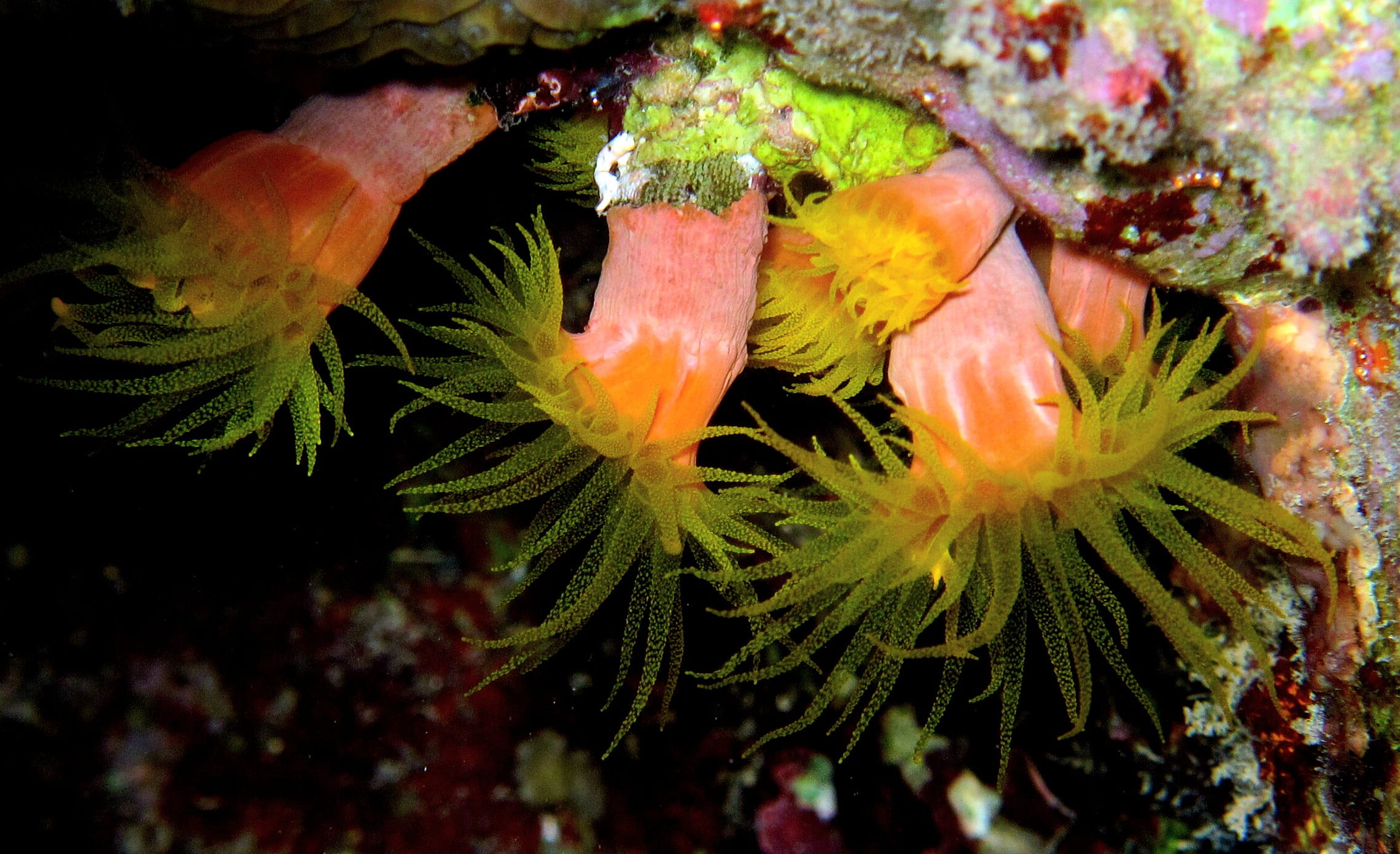 swimming Animal, water, fish, close-up, multi Colored, one animal, Diving, growth, 1080P, undersea, beauty in nature, nature, animal themes, Anemones, HD Wallpaper