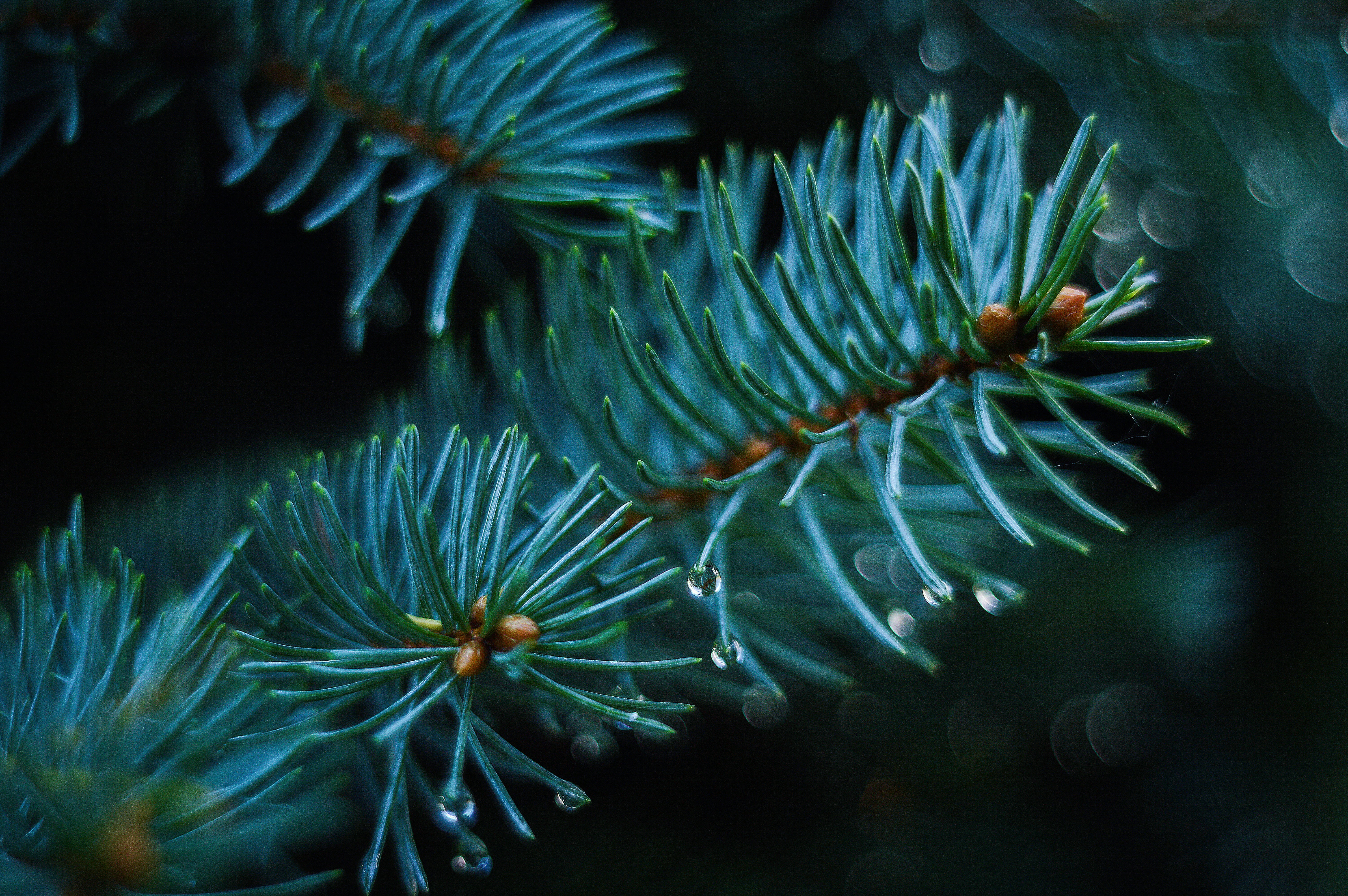 reef, leaf, blur, spruce, shallow, no People, water, underwater, macro, freshness, thorns, tree, backgrounds, growth, sea Anemone, plant, green, coniferous tree, HD Wallpaper