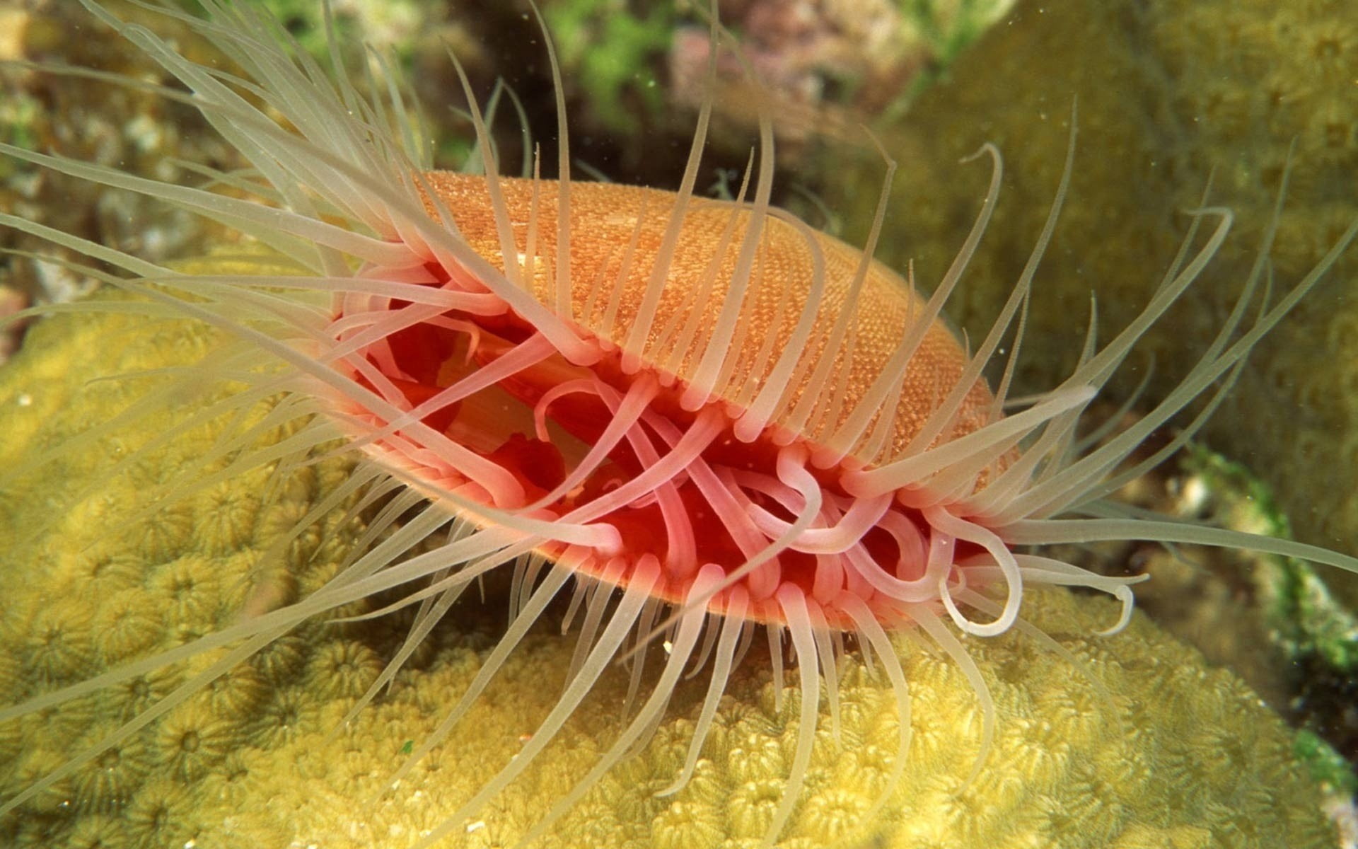 growth, sea, close-up, sea Life, invertebrate, scuba Diving, coral, animal themes, orange color, tropical Climate, undersea, 1080P, wildlife, animal, reef, HD Wallpaper