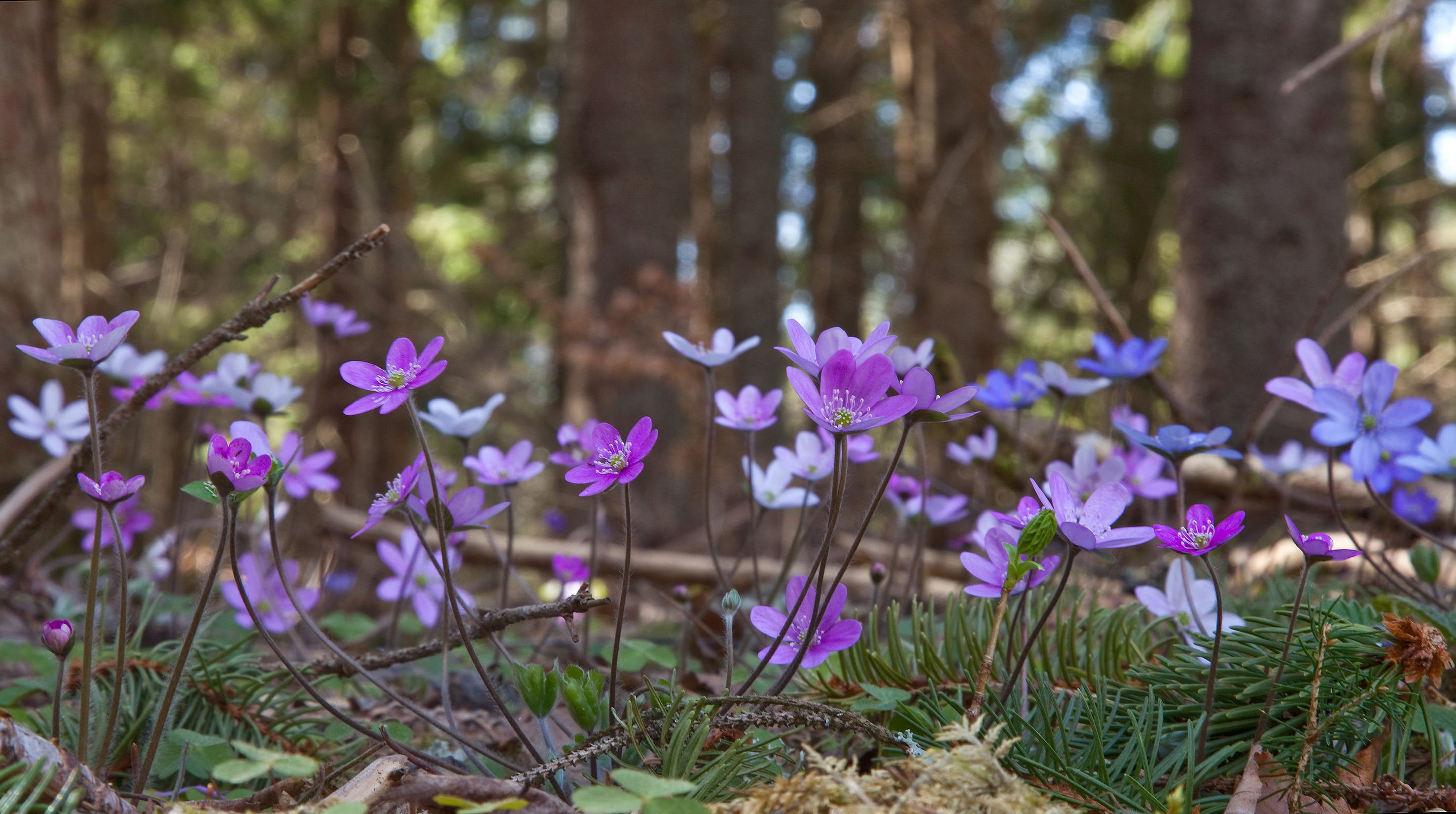 green, purple, beauty in nature, close-up, woodland, flowers, flowering plant, no people, nature, anemone hepatica, 2K, green leaf, land, tree trunk, vulnerability, HD Wallpaper