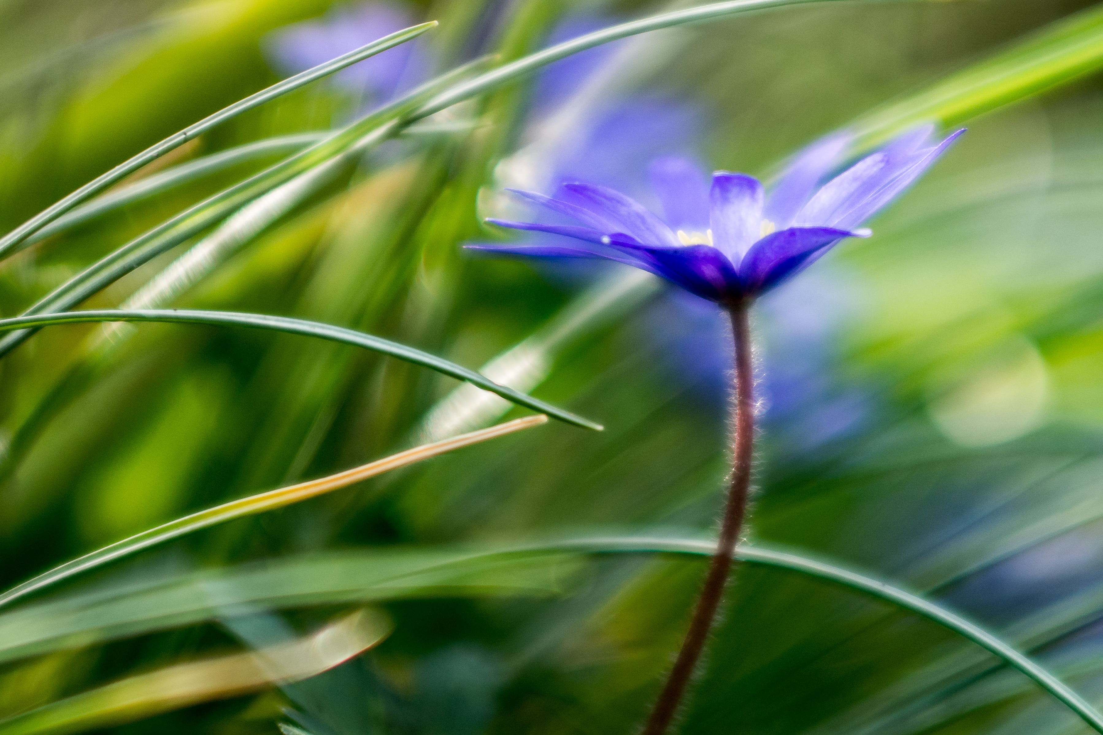 f/3.5, Happy Easter, green  plant, flower Head, focus, photography, summer, nature, green Color, blue  green, Anemone blanda, shallow focus, spring, plant, HD Wallpaper