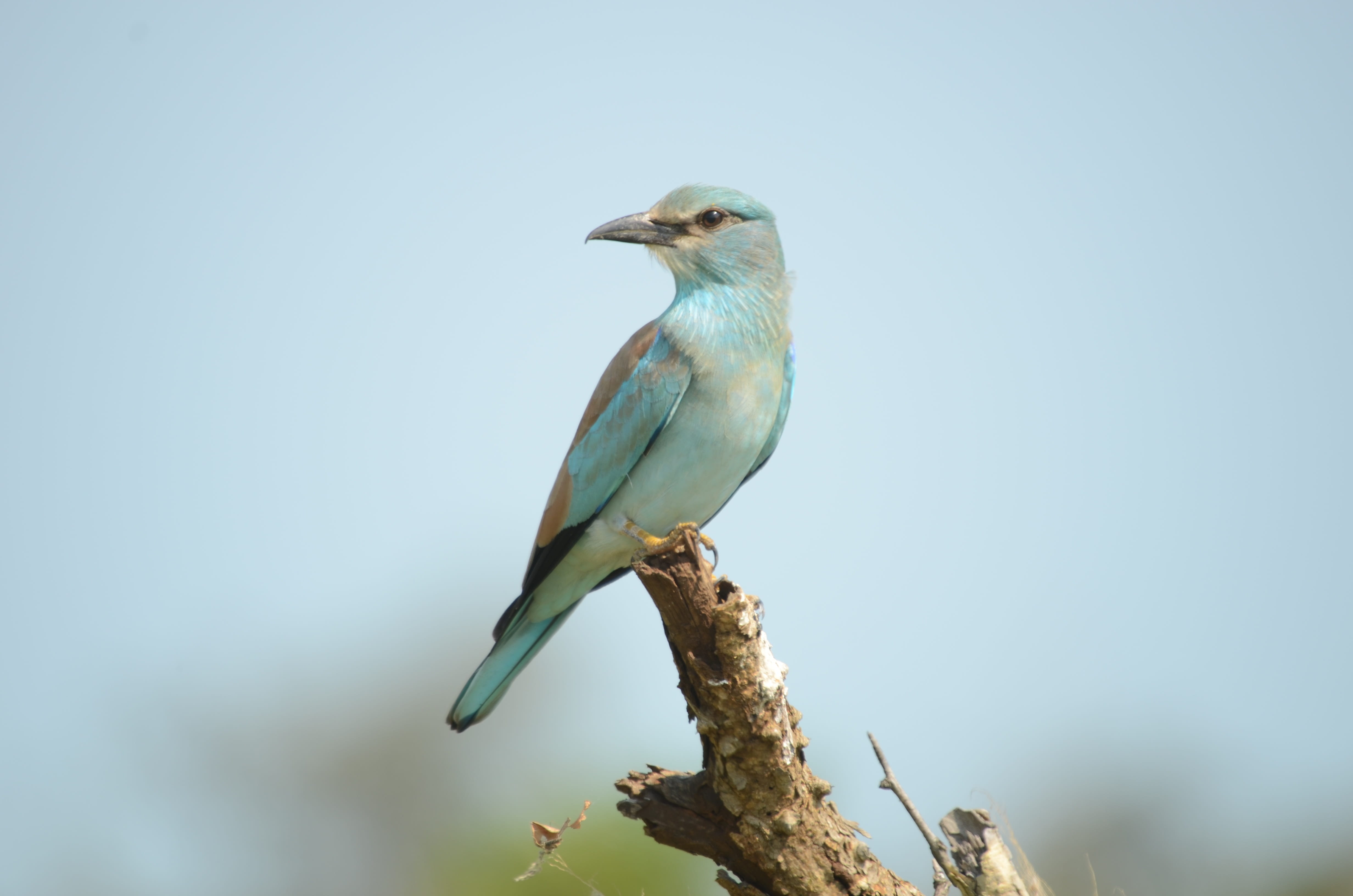 close, profile view, south-africa, no people, blue, 4K, white, day, perching, tourism, looking, roller, animal themes, vertebrate, perched, clear sky, HD Wallpaper