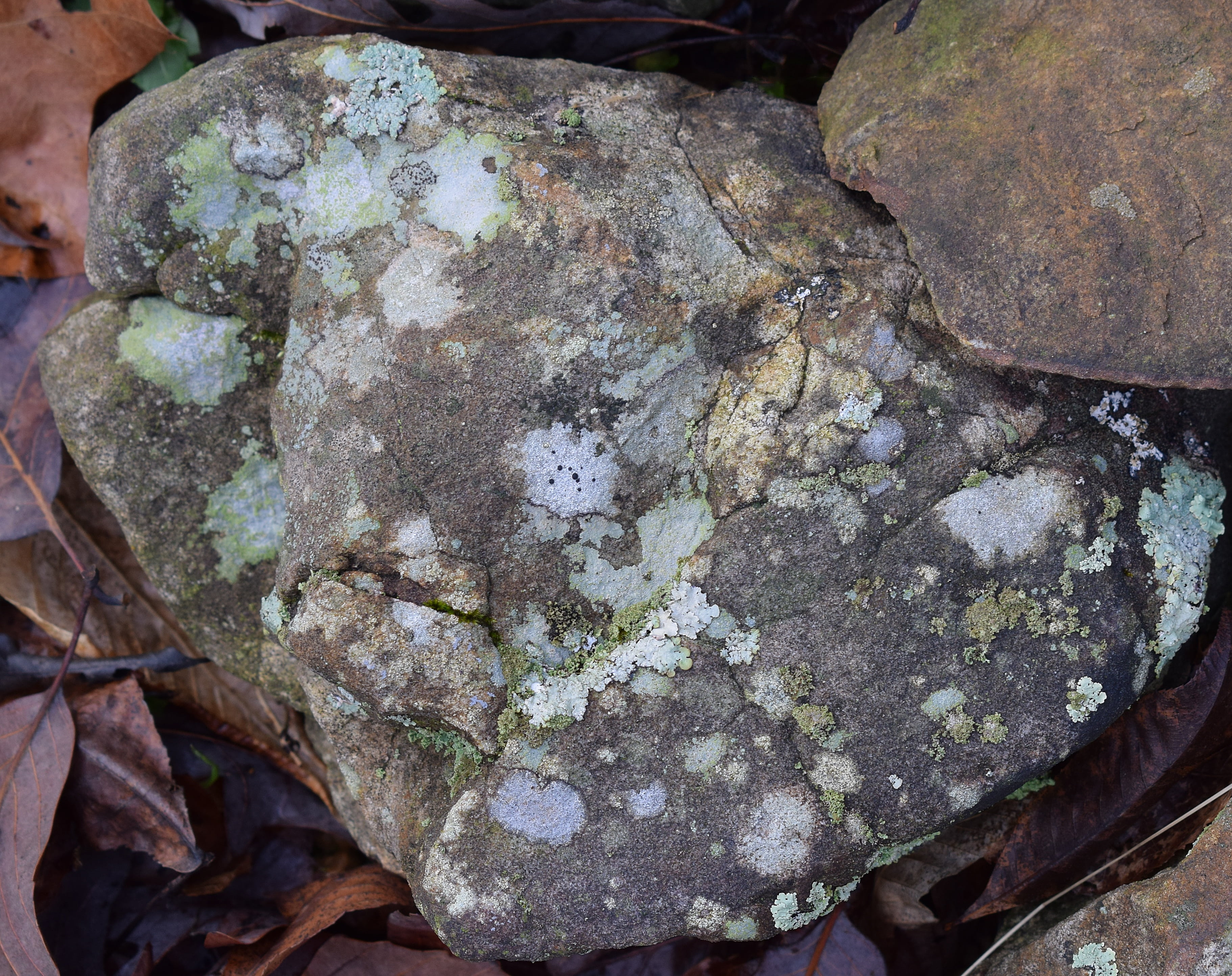 rock wild, symbiotic, lichens on rock, 2K, solid, rock, leaf, rough, no people, nature, stone, cyanobacteria, close-up, geology, fungi, plant part, lichen, HD Wallpaper