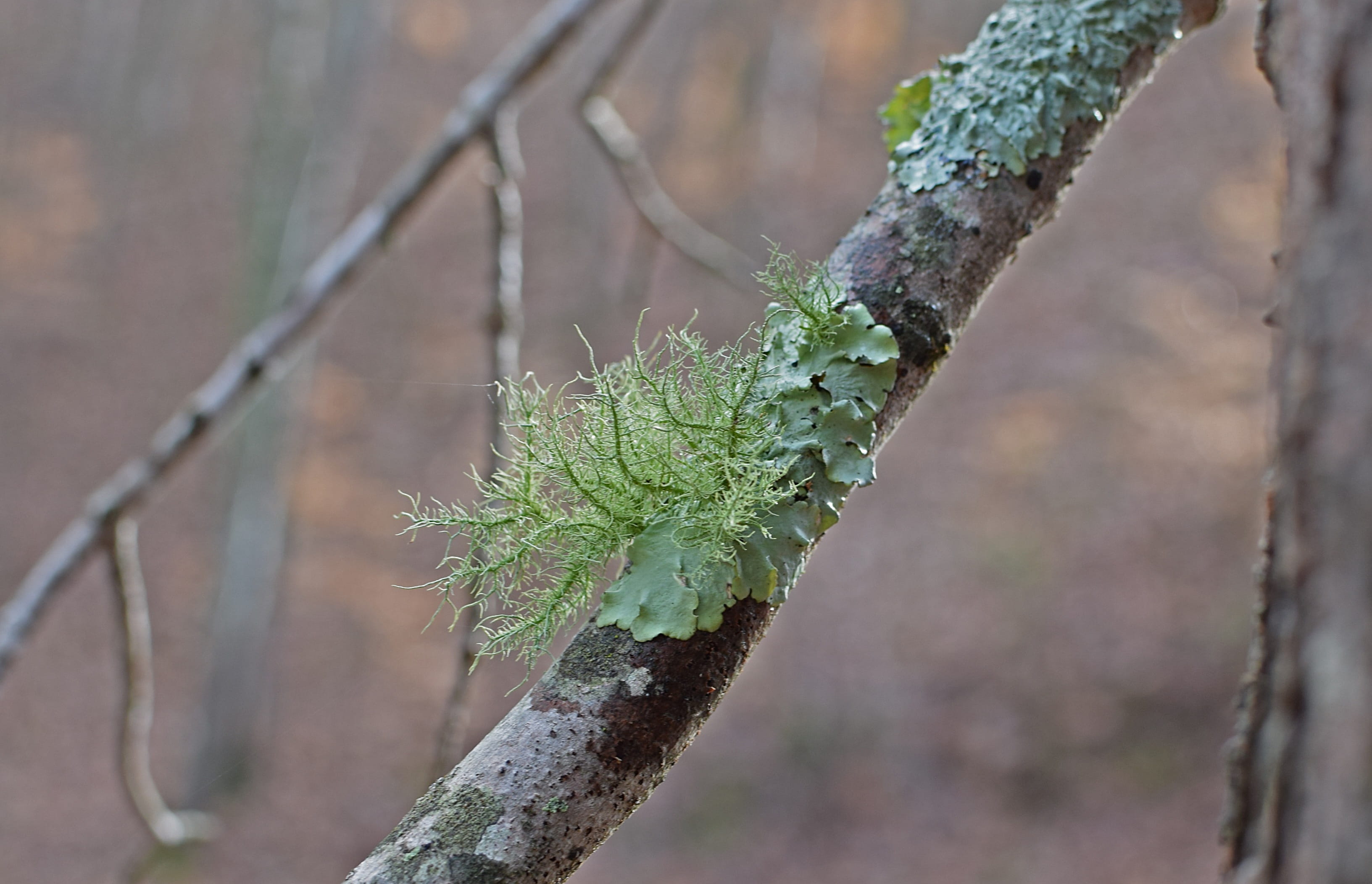 log, nature, twig, wild, plant, parasite, green color, plant part, growth, woods, tree trunk, cyanobacteria, leaf, close-up, beauty in nature, Fallen, day, HD Wallpaper