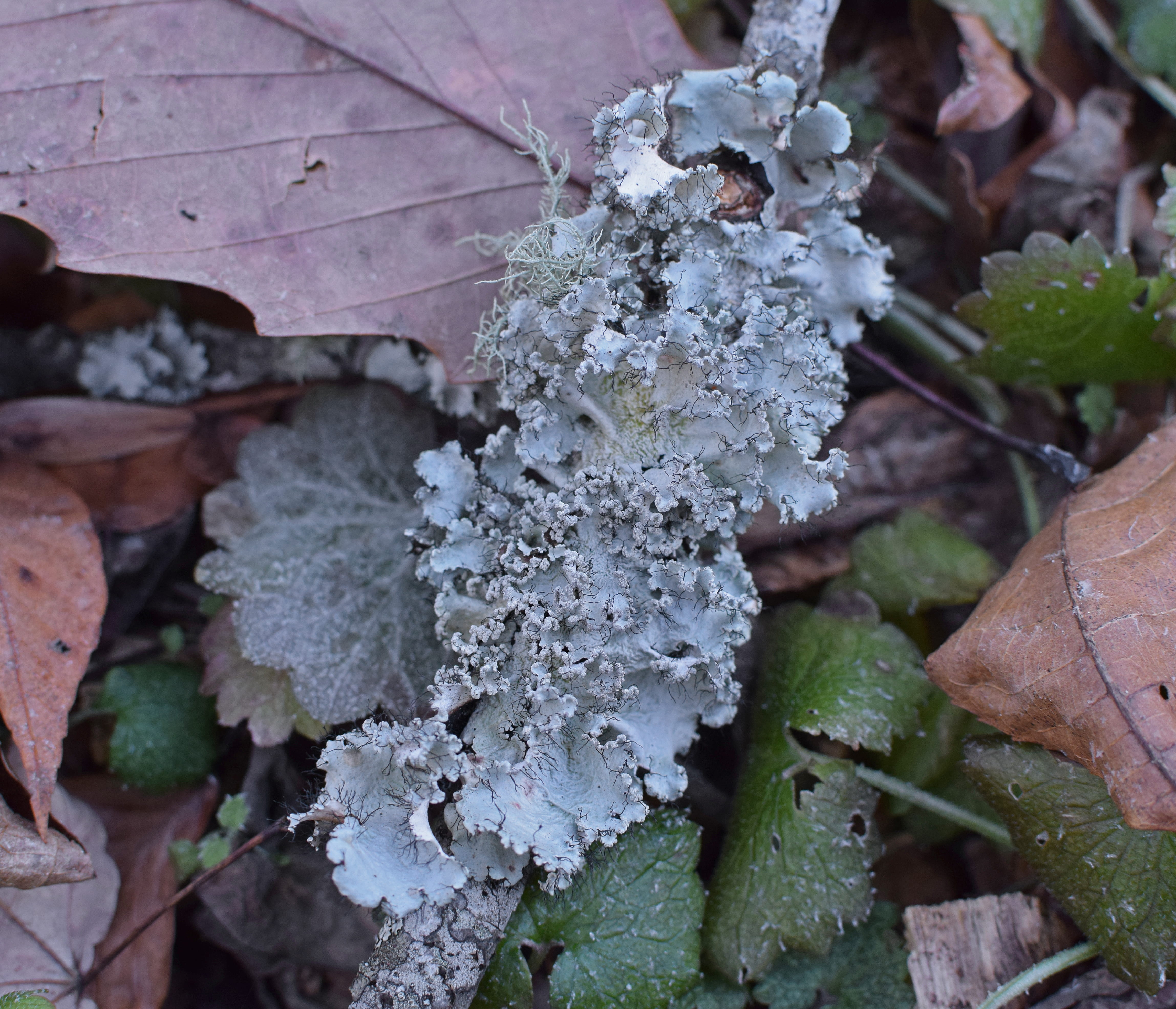cold temperature, frozen, lichen, day, beauty in nature, close-up, vulnerability, fragility, cyanobacteria, ice, parasite, united states, outdoors, winter, HD Wallpaper