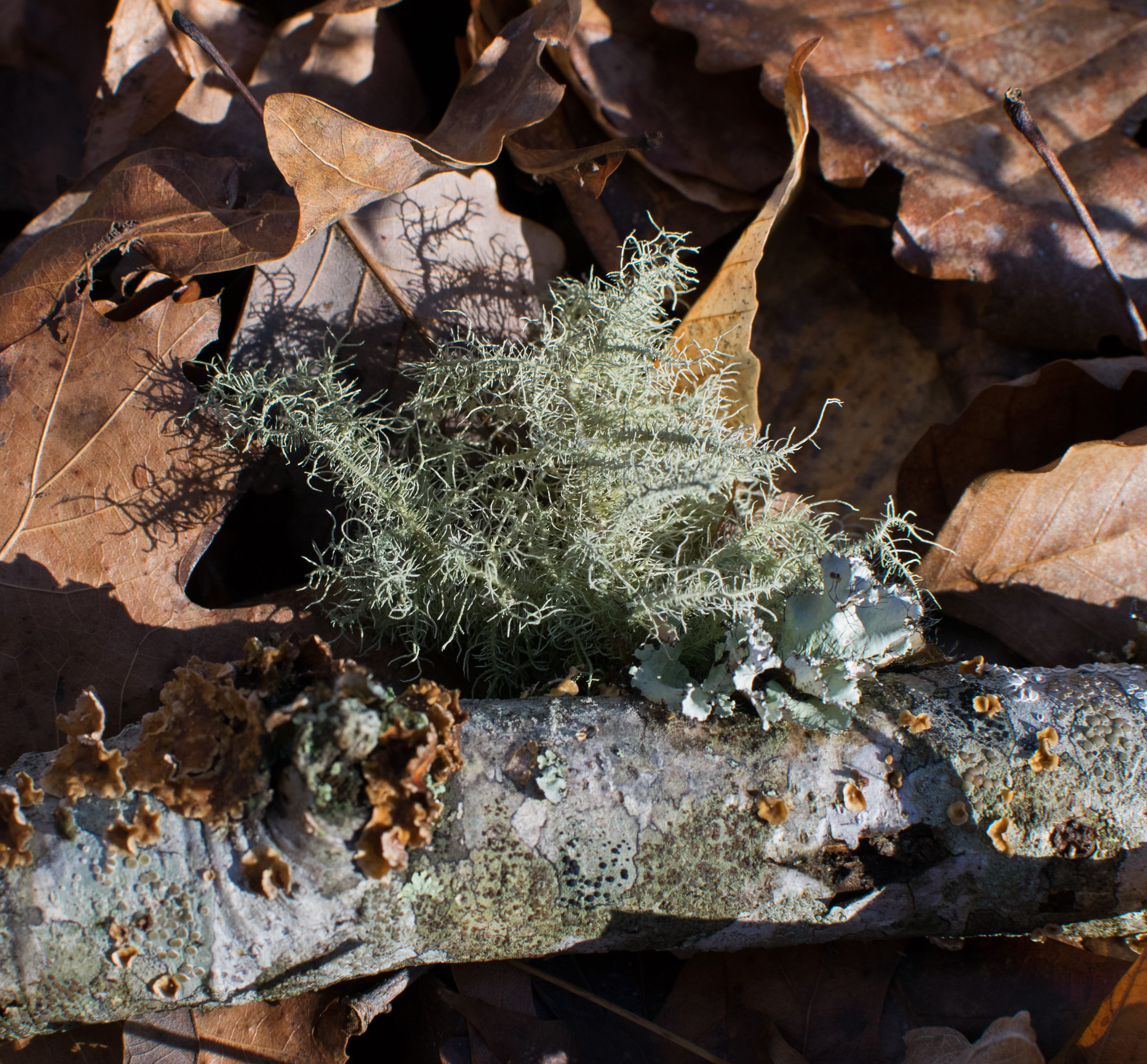 nature, field, log, day, plant part, lichen, rock, high angle view, change, fungi, leaf, no people, fragility, forest floor, land, outdoors, tree, sunlight, HD Wallpaper