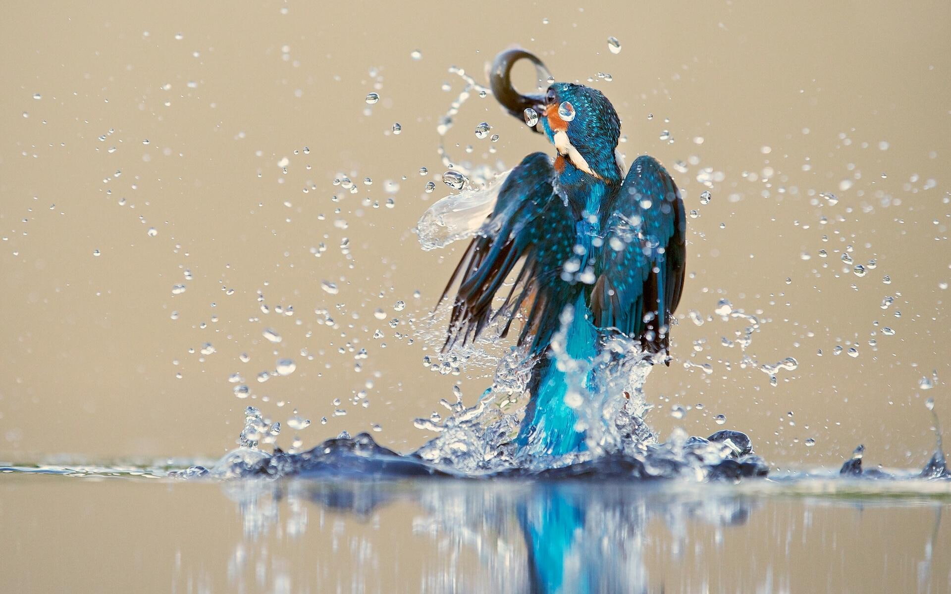 desktop, kingfisher, water, bird, spray, reflection, birds, drops, catch, 1080P, HD Wallpaper