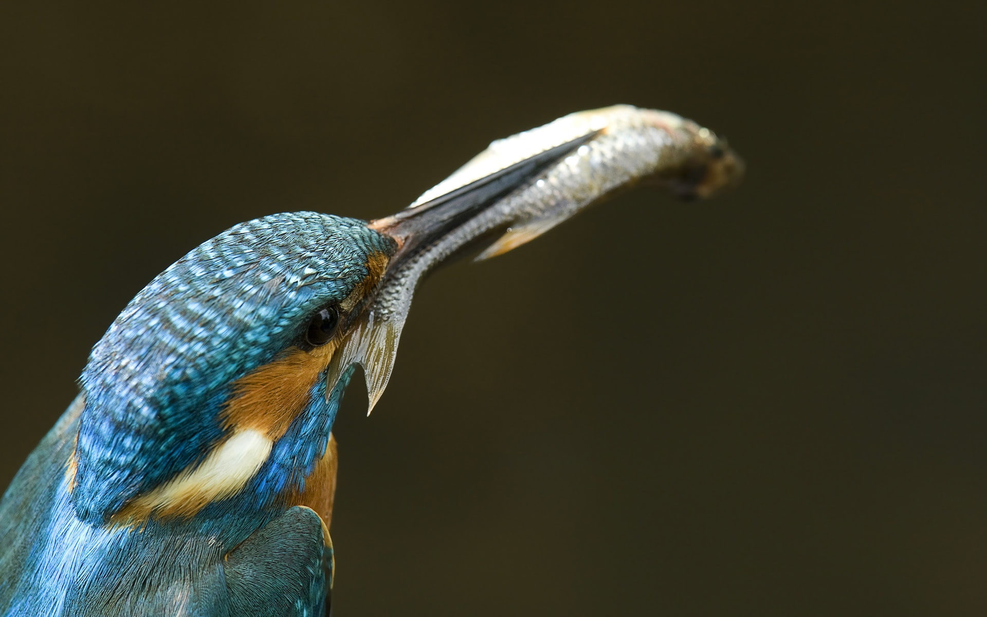 Eating, 1080P, Kingfisher, Fish, HD Wallpaper