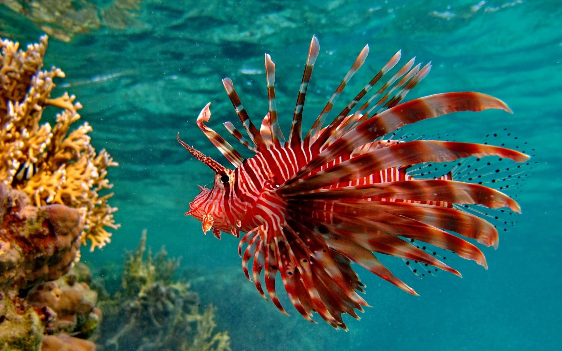 red, animals, 1080P, beautiful, fish, lion, HD Wallpaper