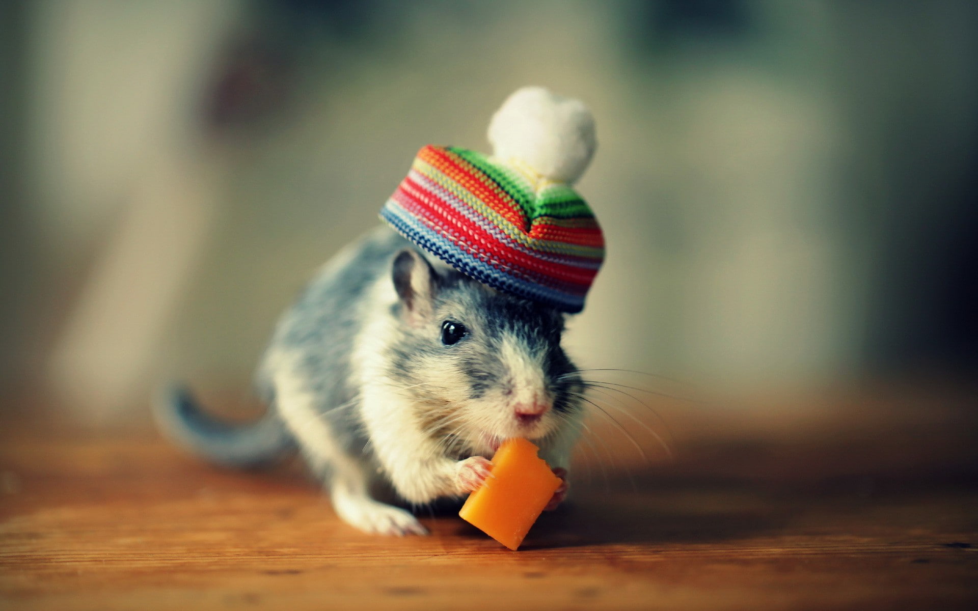 1080P, mouse, hat, cheese, HD Wallpaper