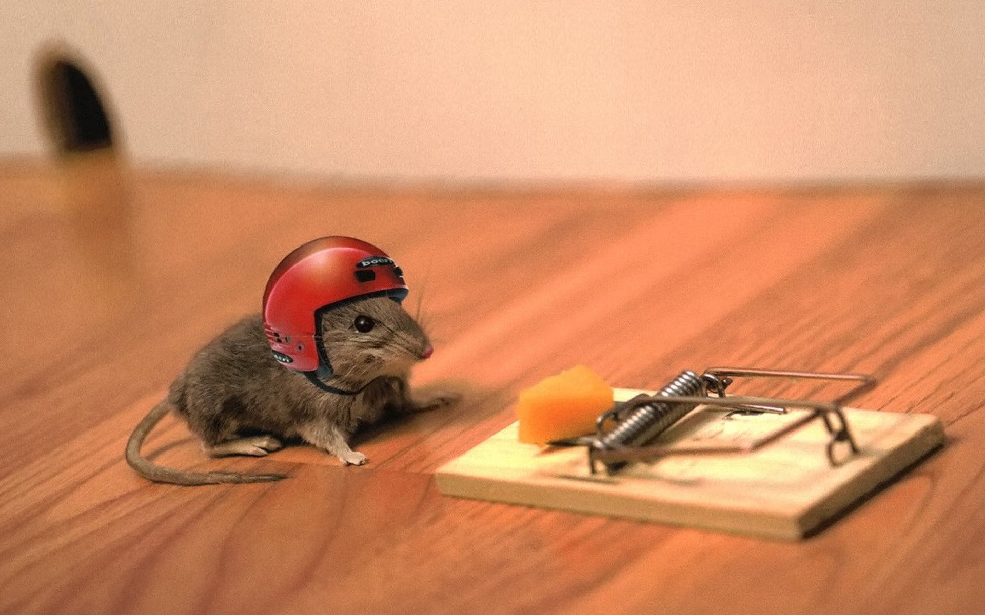 mice, 1080P, trap, Helmets, mouse, animals, HD Wallpaper