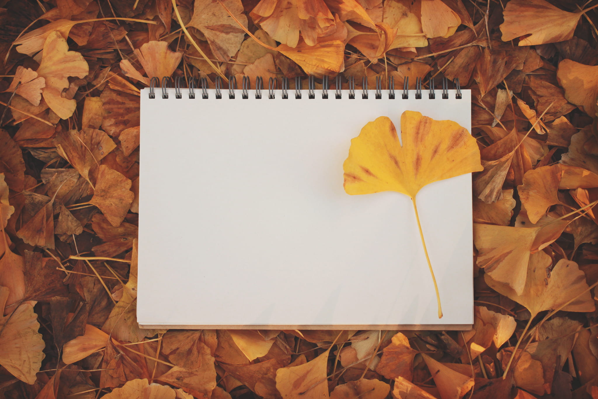 nature, message, spiral, leaf, change, notebook, no people, maple leaf, yellow, directly above, still life, fall, plant part, dry, wood - material, spiral notebook, HD Wallpaper