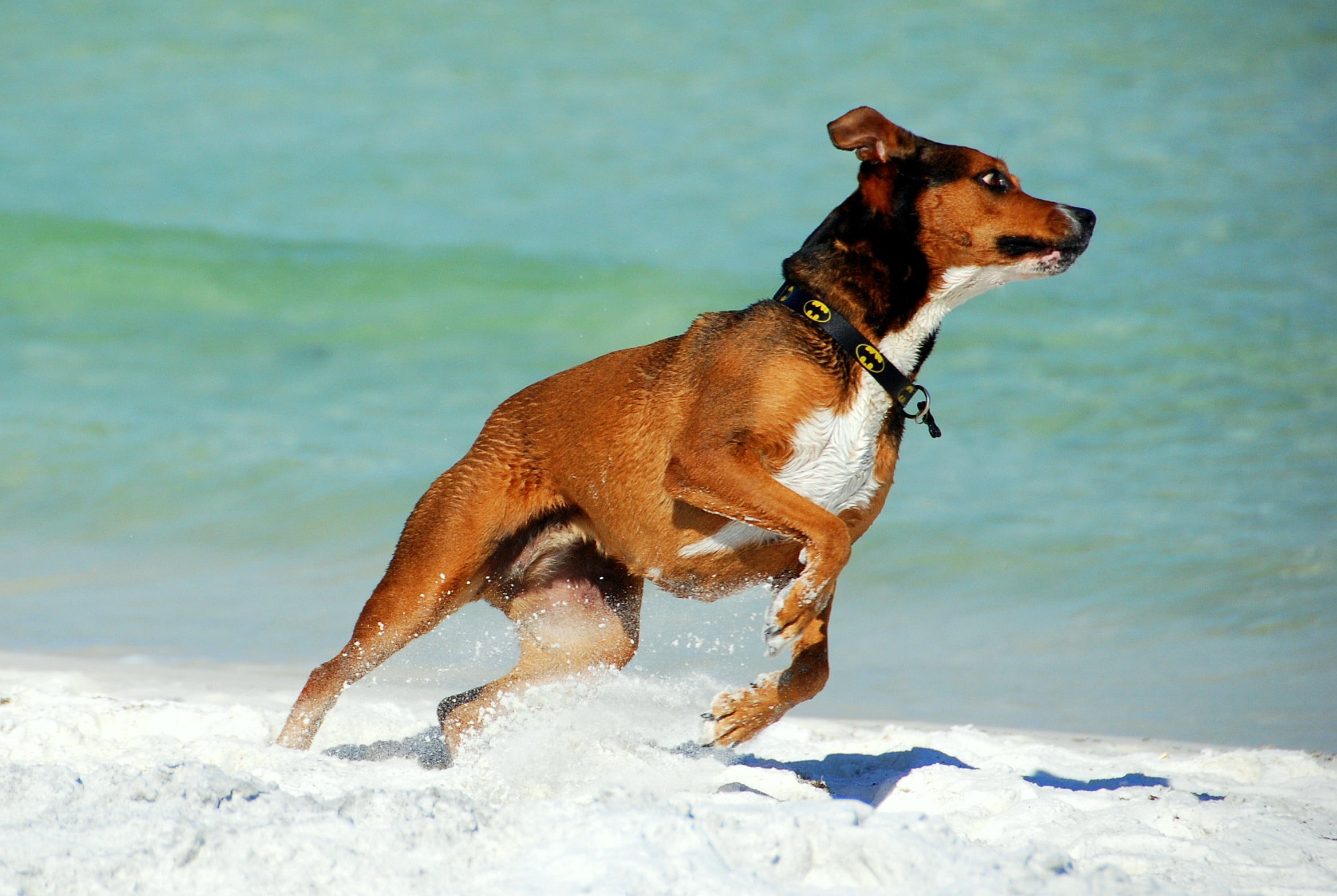 brown, animal, determined, looking, canine, running, no people, daytime, action, water, mammal, domestic animals, purebred dog, domestic, jumping, ocean, HD Wallpaper