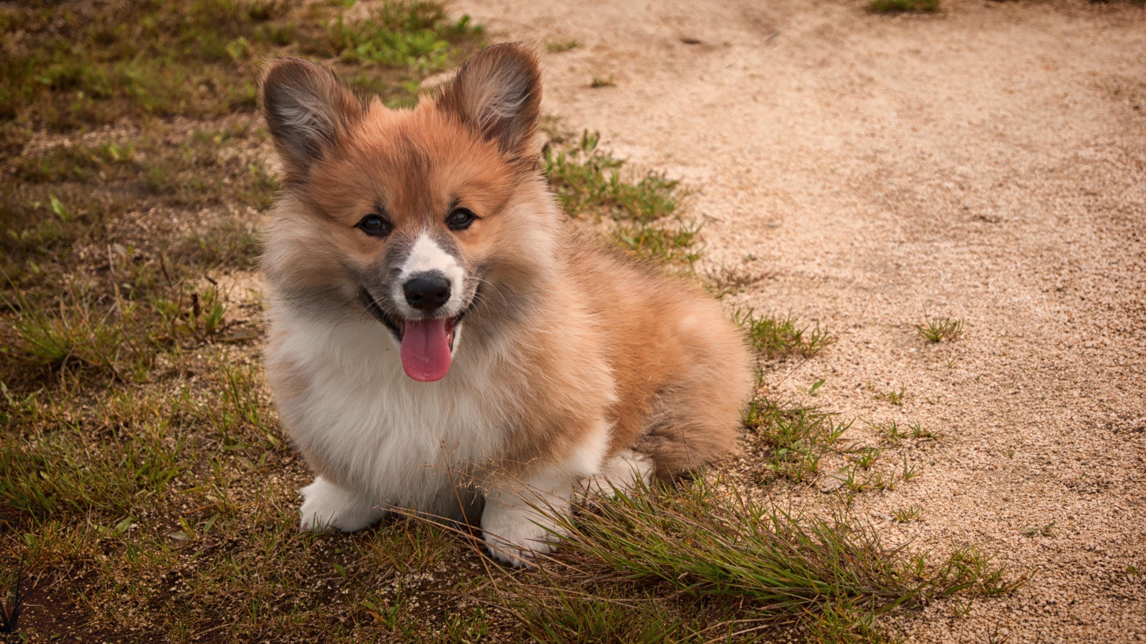domestic, mammal, sticking out tongue, no people, outdoors, 4K, nature, animal themes, pet, Corgi, one animal, grass, Dog, dog, welsh, ground, domestic animals, HD Wallpaper