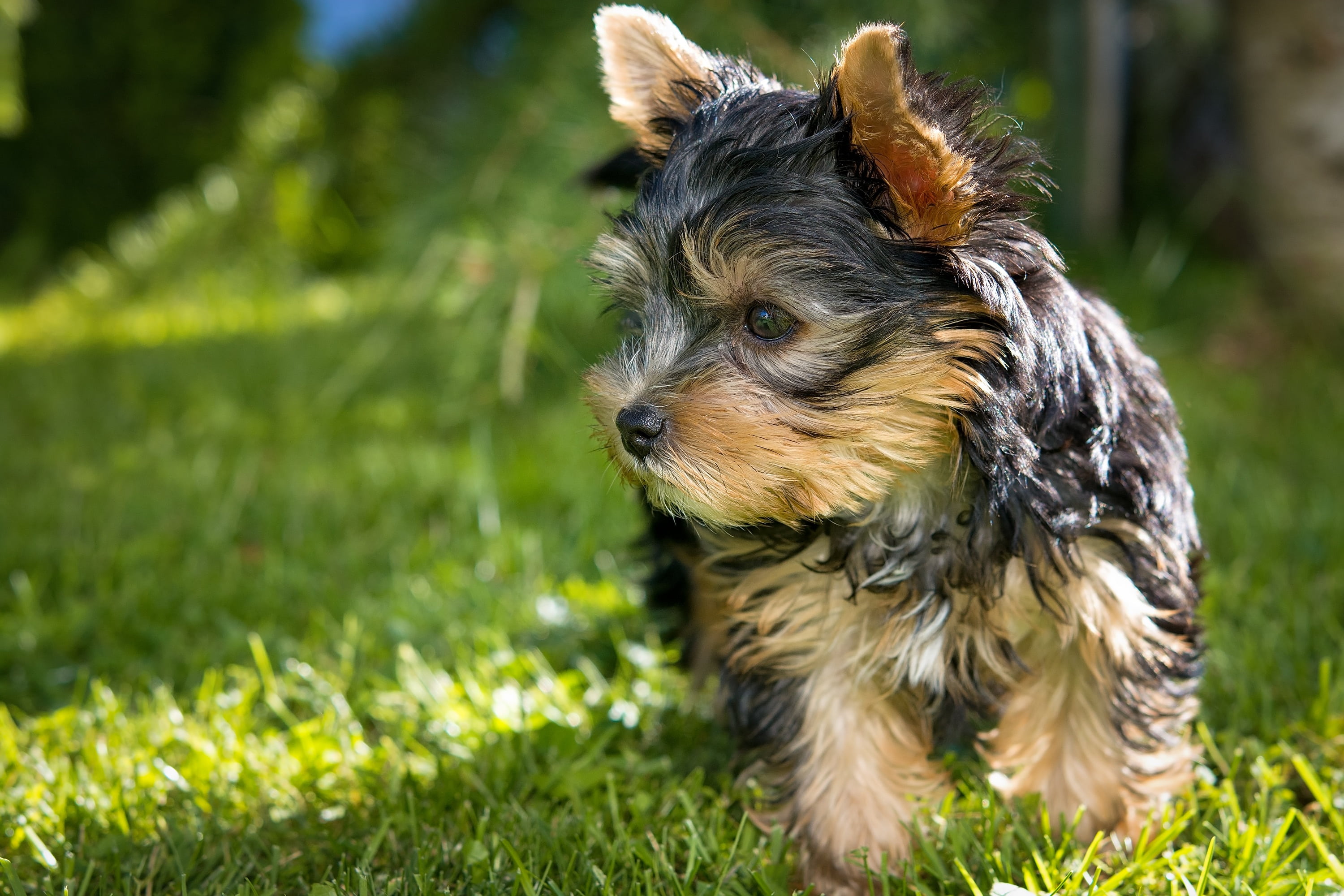 small dog, yorkshire, companion, looking, domestic, explore, animal themes, one animal, shallow, mammal, black, 2K, animal, young animal, small, purebred Dog, HD Wallpaper