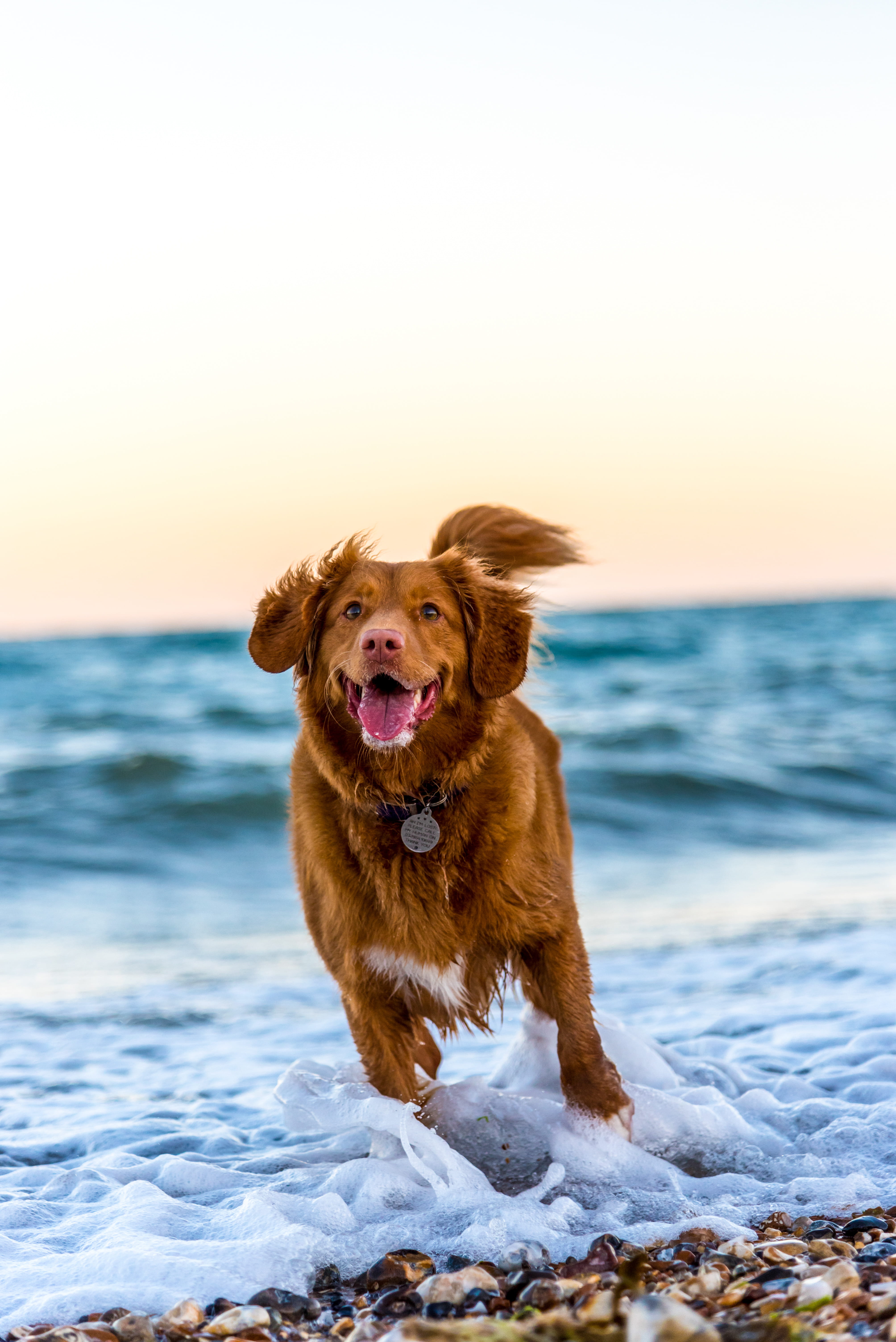 ocean, beach, toller, wildlife, sky, animal themes, outdoors, no people, looking at camera, sea, animal, brown, domestic animals, sunset, wafe, mammal, Phone HD Wallpaper