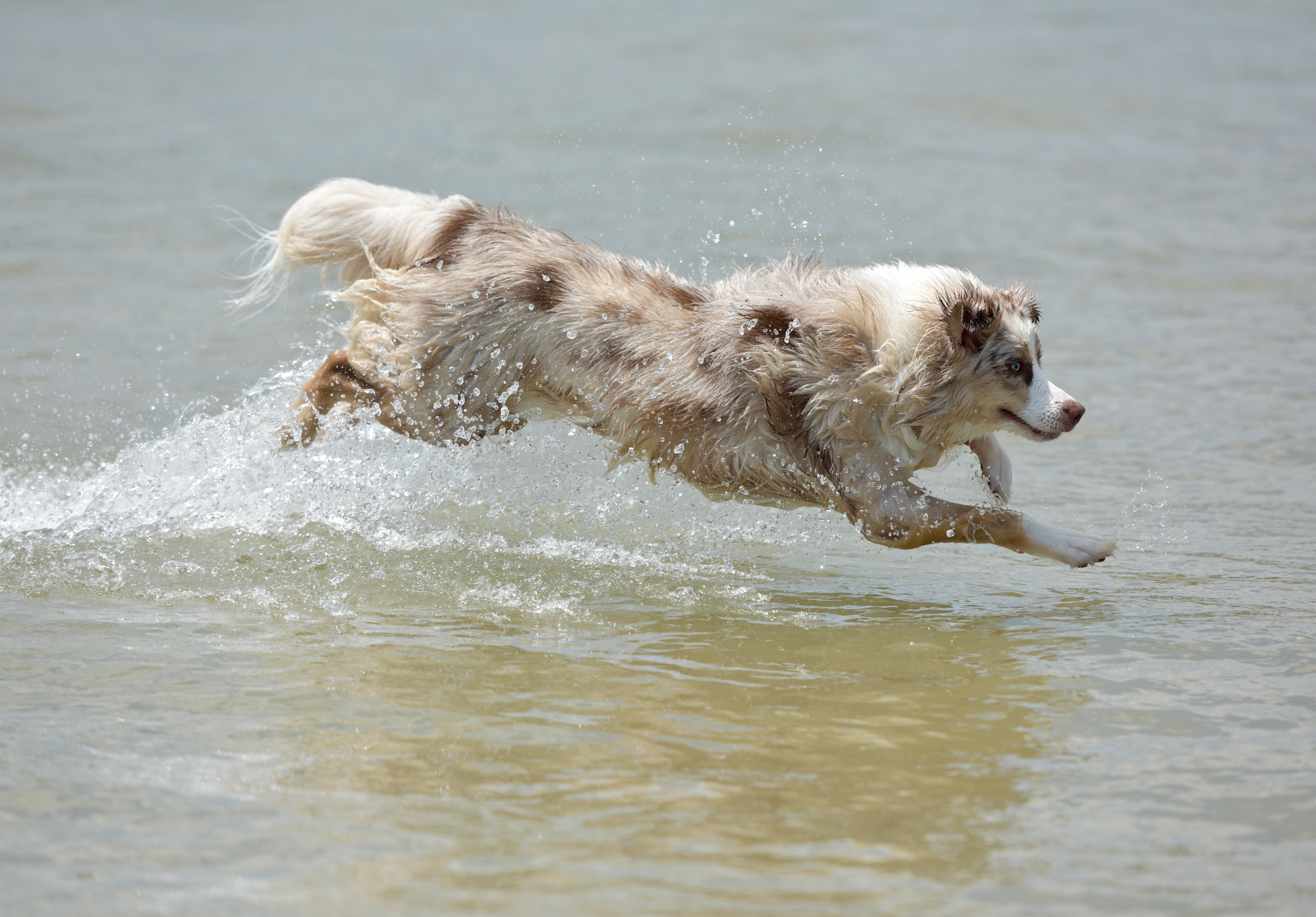 brown, retrieving, play, australian shepherd, playful, splashing, pets, no people, purebred Dog, purebred, outdoors, canine, mammal, running, puppy, happy, HD Wallpaper