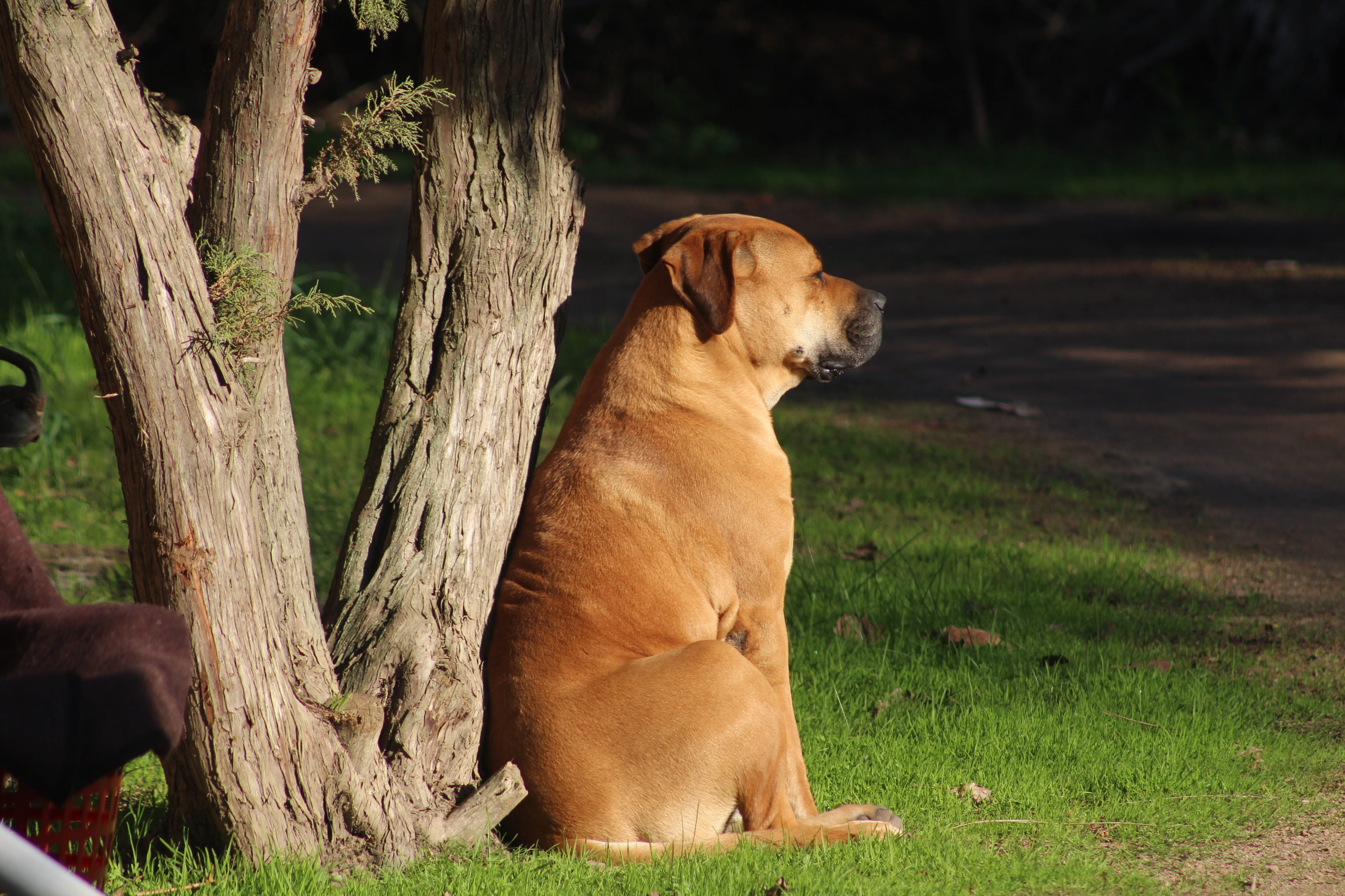 tan, field, summer, nature, animal themes, looking, canine, relaxation, grass, bull mastiff, mammal, domestic, no people, friend, natural, mastiff, guard, HD Wallpaper