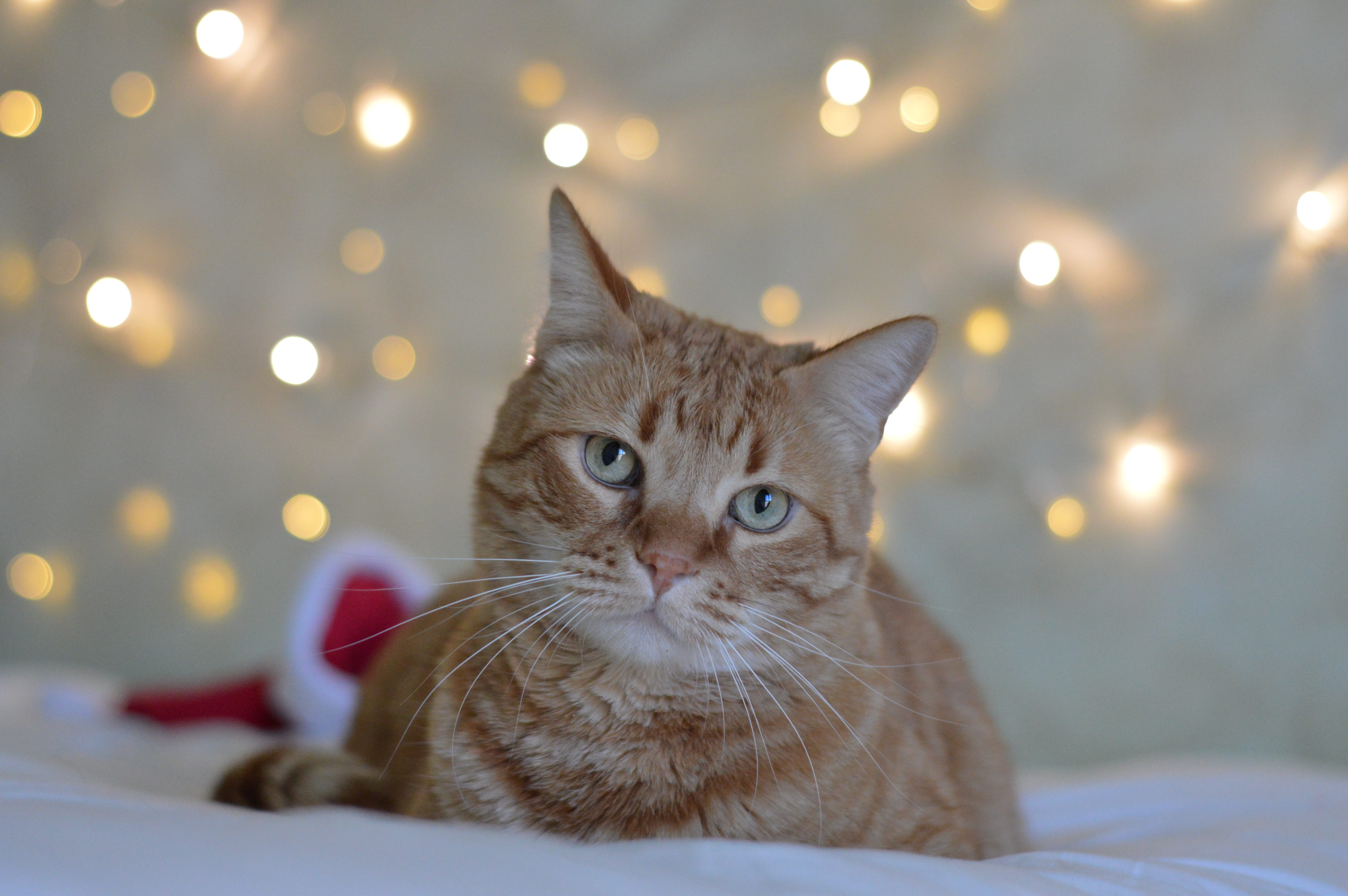 kitten, pet, santa claus, bed, orange, relaxation, portrait, focus on foreground, pets, mammal, fur, animal themes, no people, domestic animals, domestic cat, HD Wallpaper