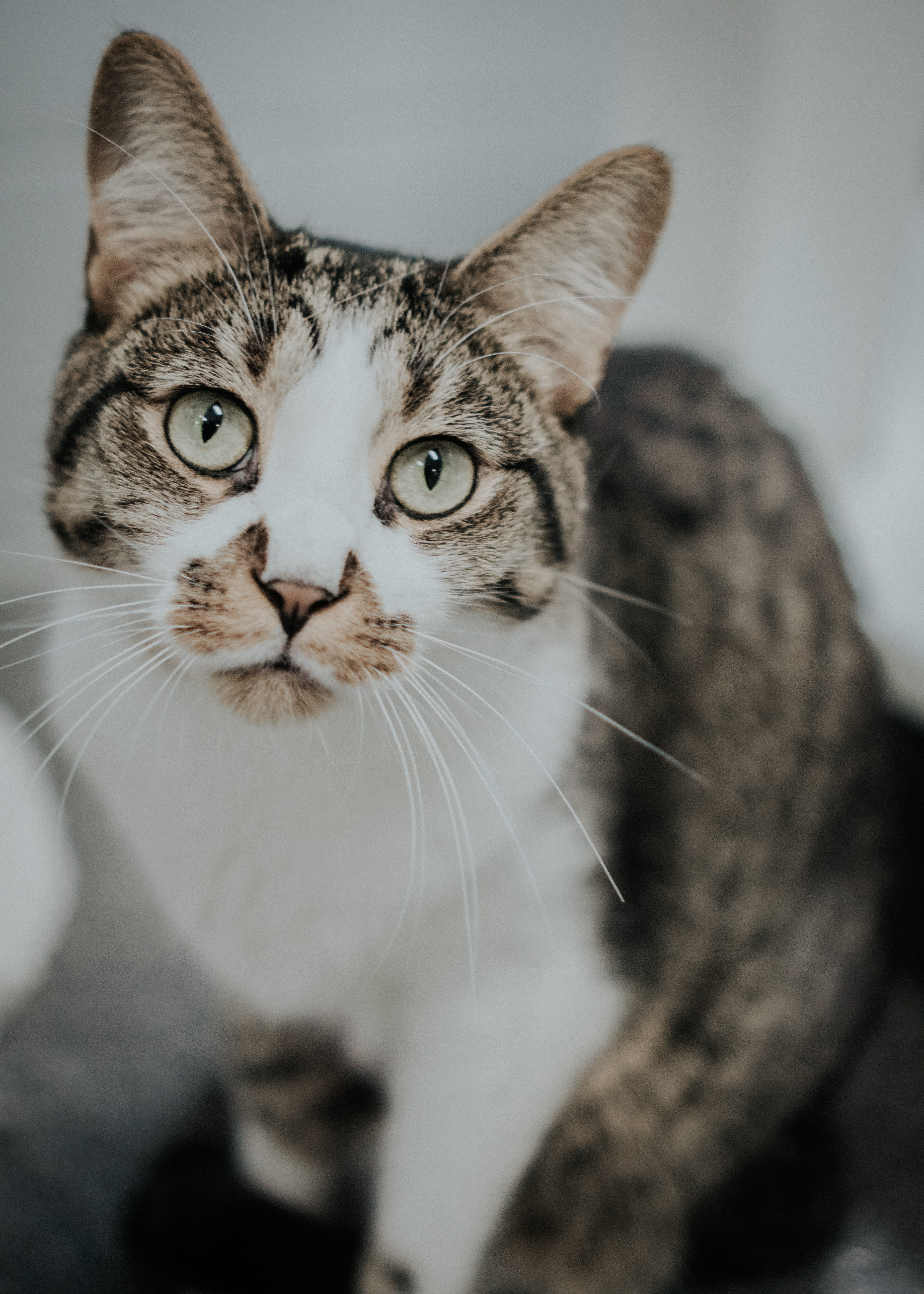 cat, animal body part, no people, cute, adoption, united states, 5K, close-up, grand rapids, humane, looking at camera, domestic cat, mammal, pet, focus on foreground, Phone HD Wallpaper