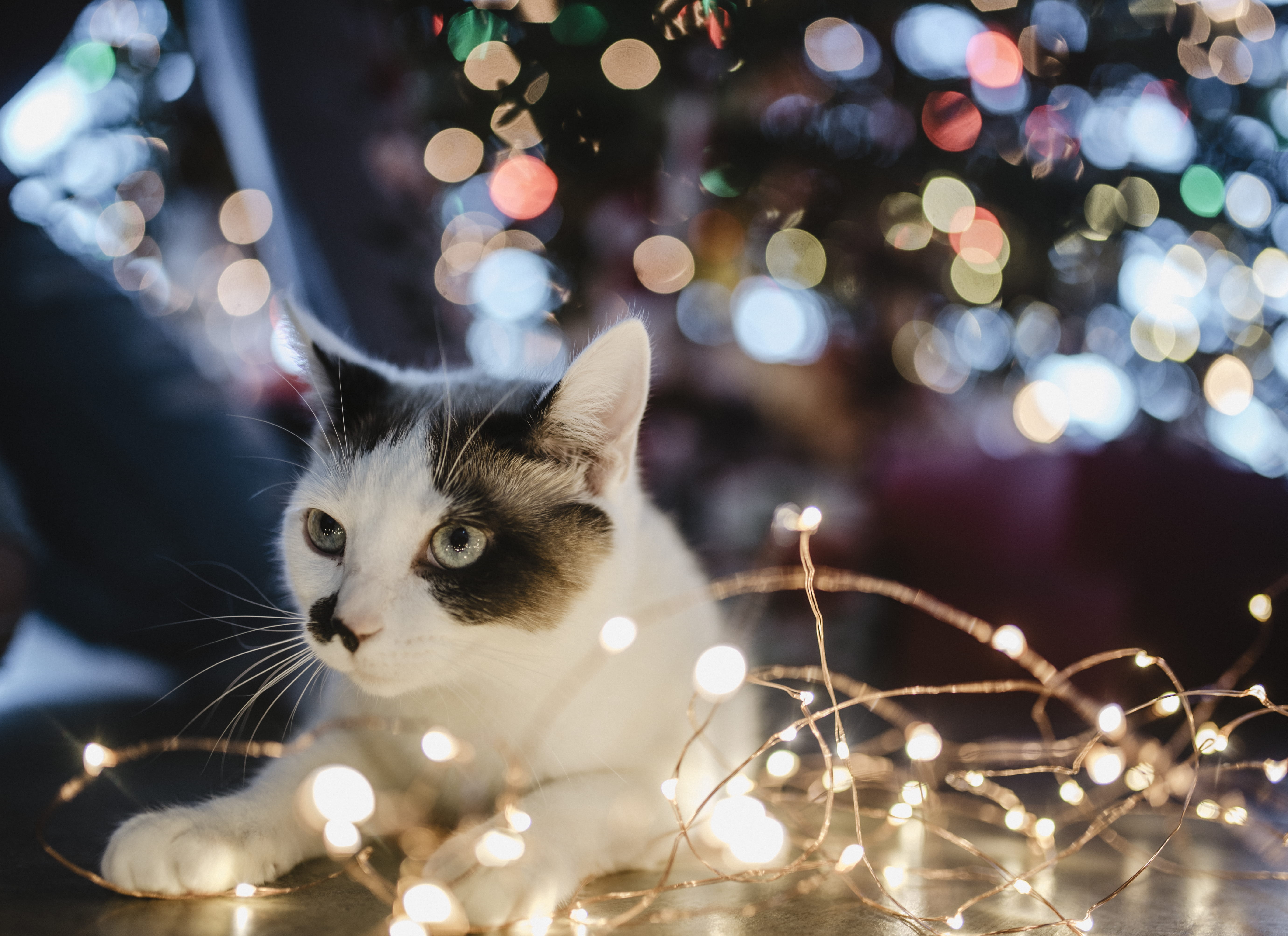 feline, pet adoption, eye, light, christmas lights, no people, christmas tree, black, vertebrate, one animal, beside, plant, pet, celebration, ornament, HD Wallpaper