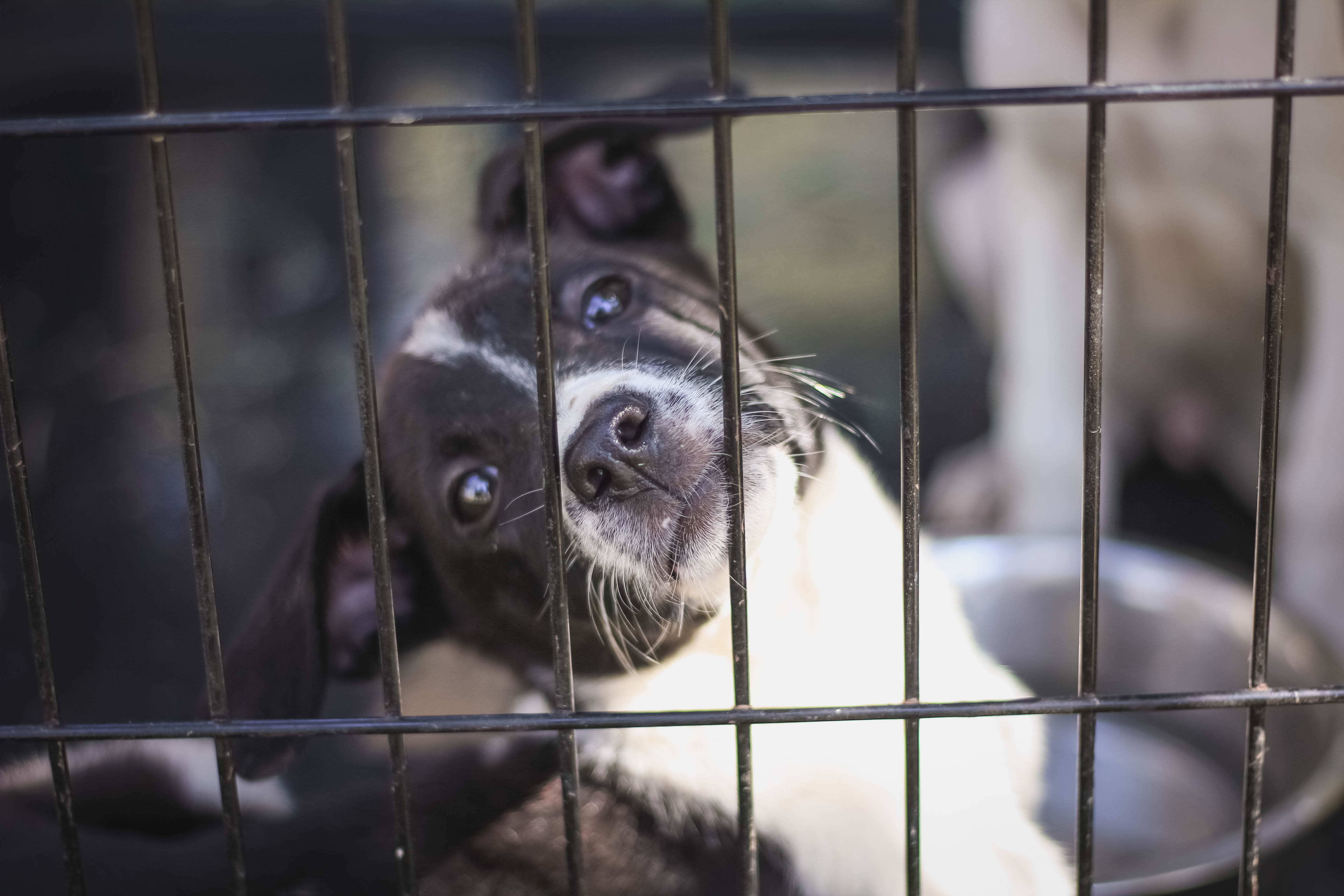 snout, eye, animals in captivity, animal, canine, beer sheva, dog, focus on foreground, animal themes, cage, fence, boundary, portrait, domestic animals, HD Wallpaper