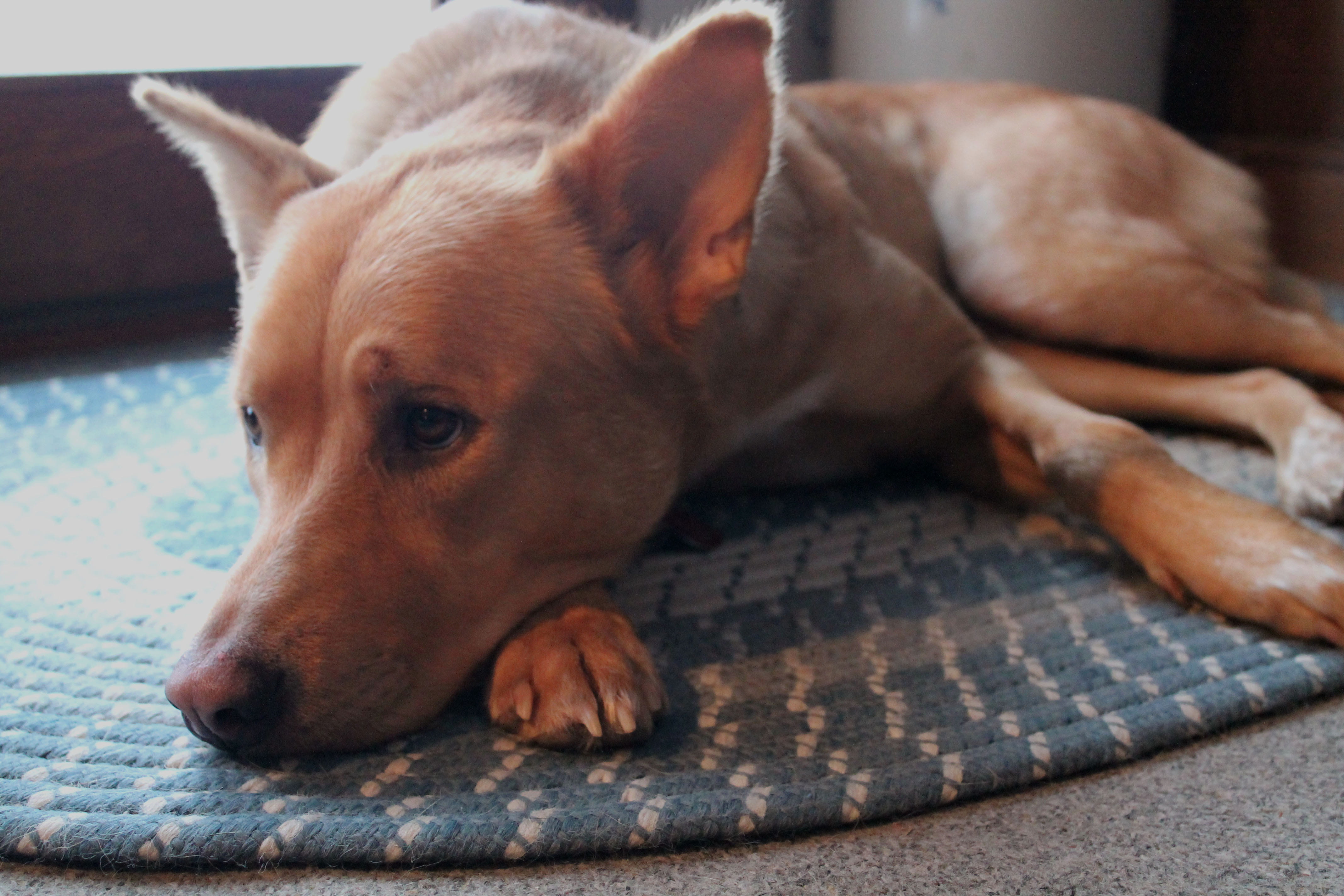 golden retriever, chihuahua - dog, german shepherd, puppy, united states, domestic, grand island, one animal, relaxation, portrait, adopt, focus on foreground, HD Wallpaper