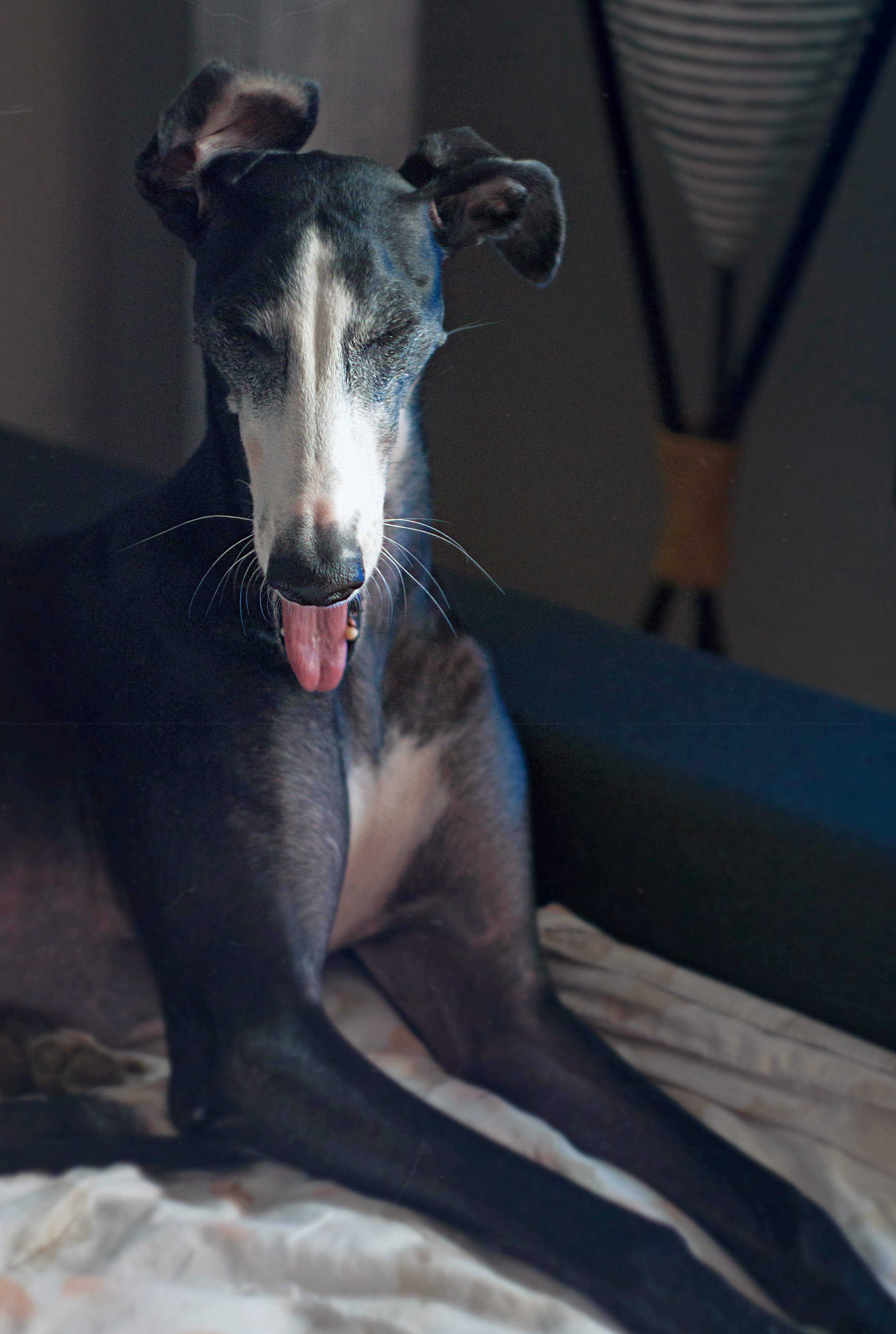 yawning, feline, adopted dog, spanish greyhound, spanish, black dog, canine, facial expression, cat, animal, close-up, mouth, portrait, dog, domestic animals, Phone HD Wallpaper