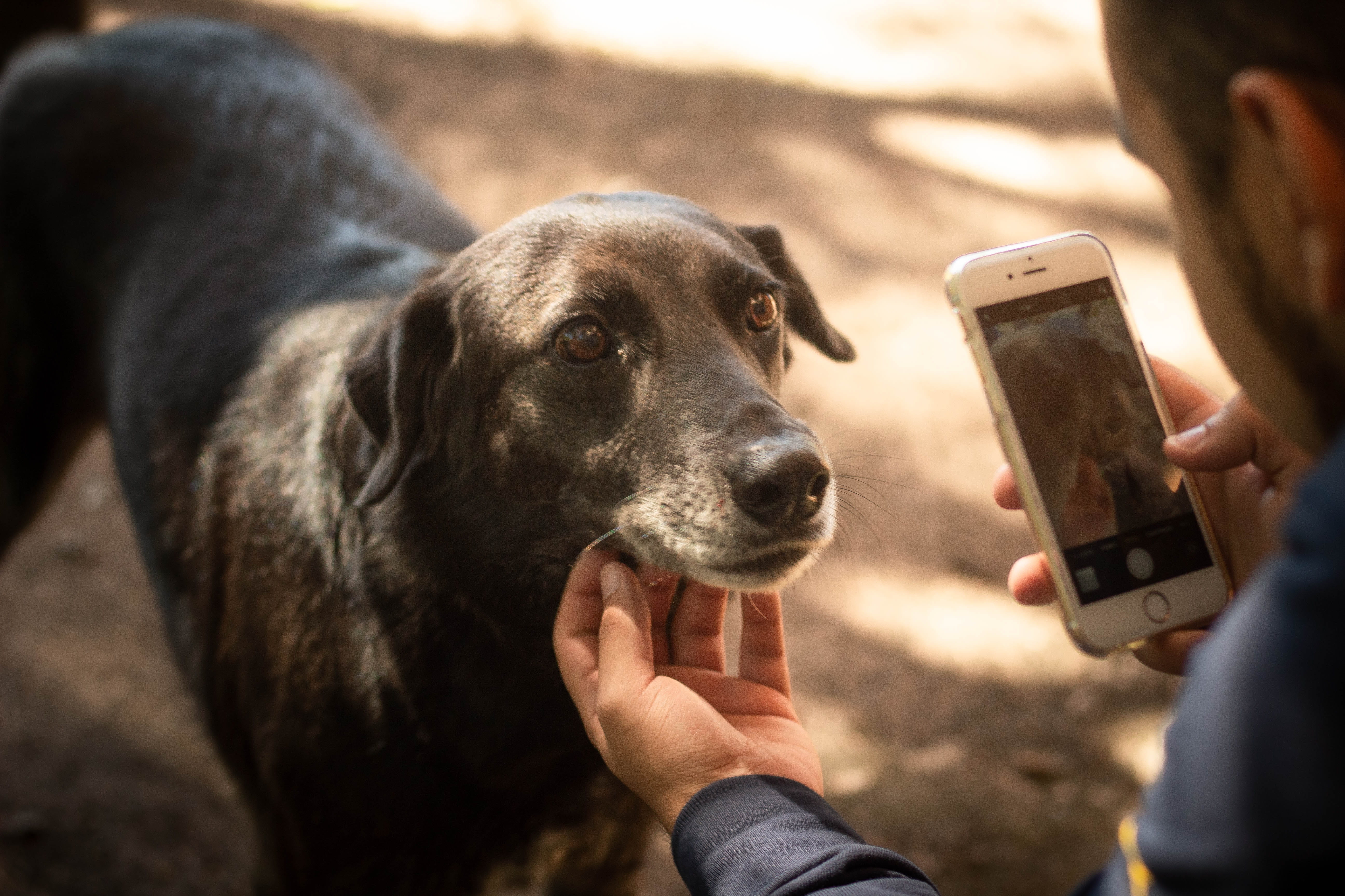 communication, human body part, beagle, canine, cell phone, outdoors, animal, portable information device, animal themes, technology, dog, innocence, holding, HD Wallpaper