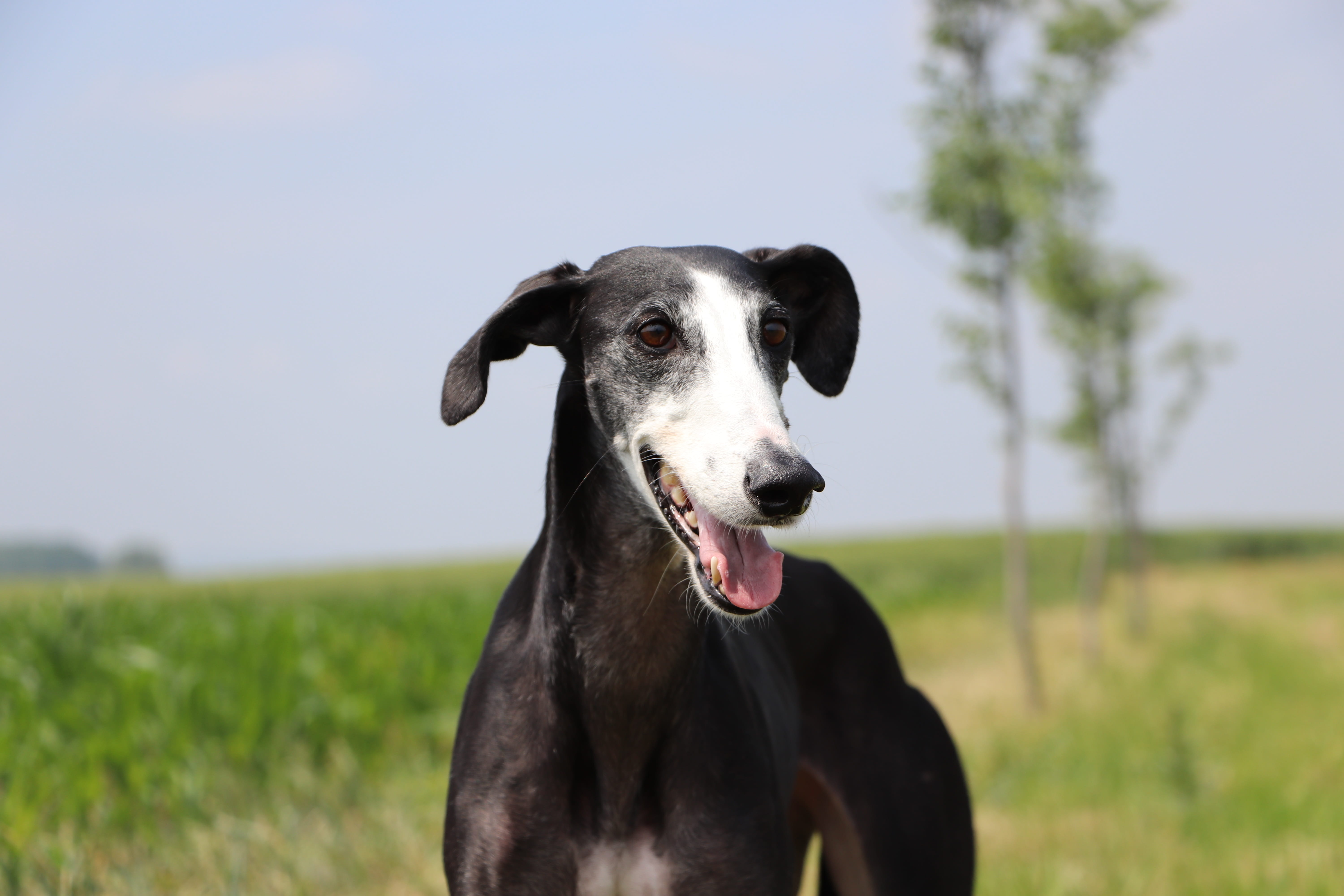 mammal, canine, long dog, day, vertebrate, sweet, field, outdoors, hound, pets, adopted, looking at camera, fast dogs, spanish galgo, animal head, nature, HD Wallpaper