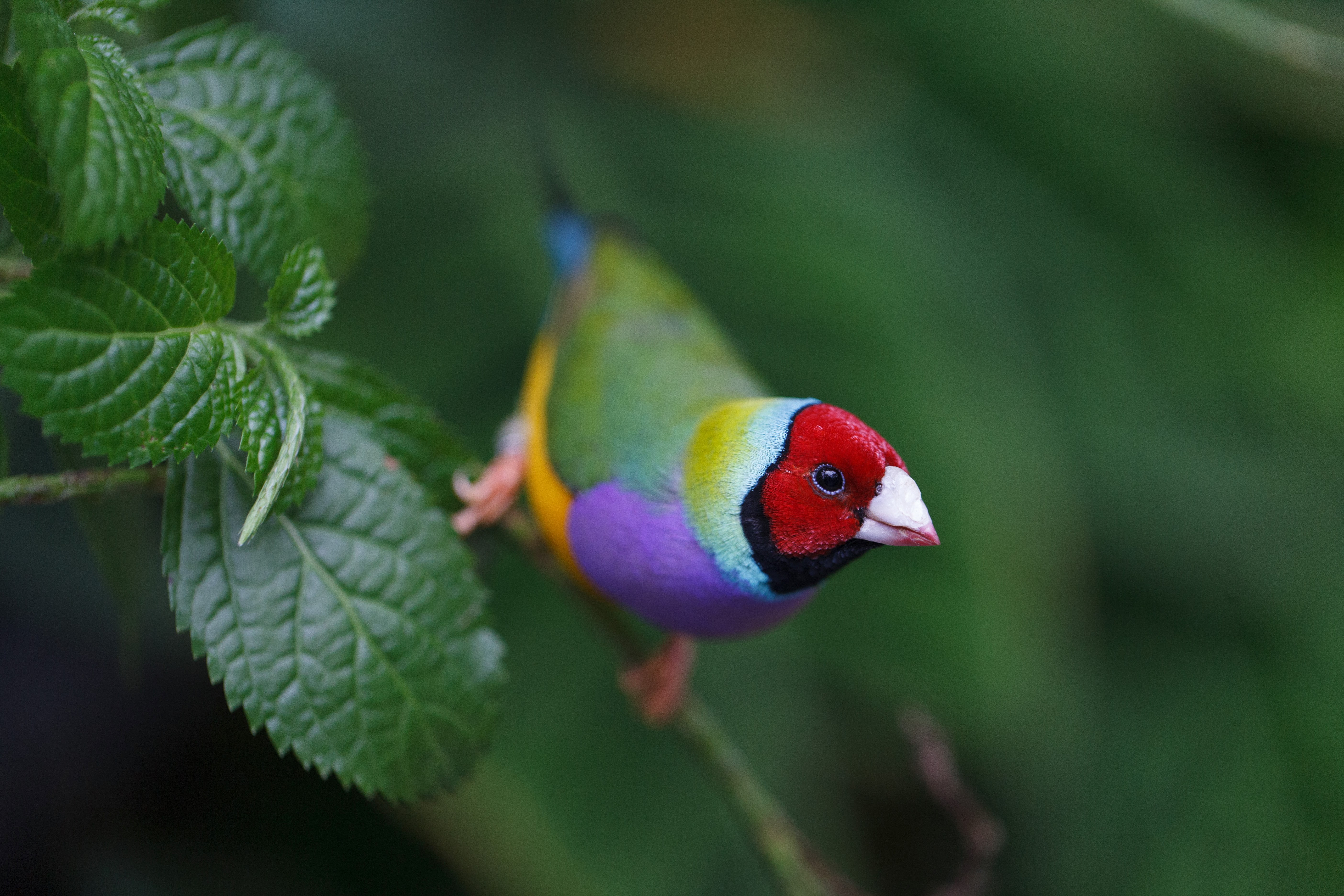 gouldian finch, 5K, HD Wallpaper