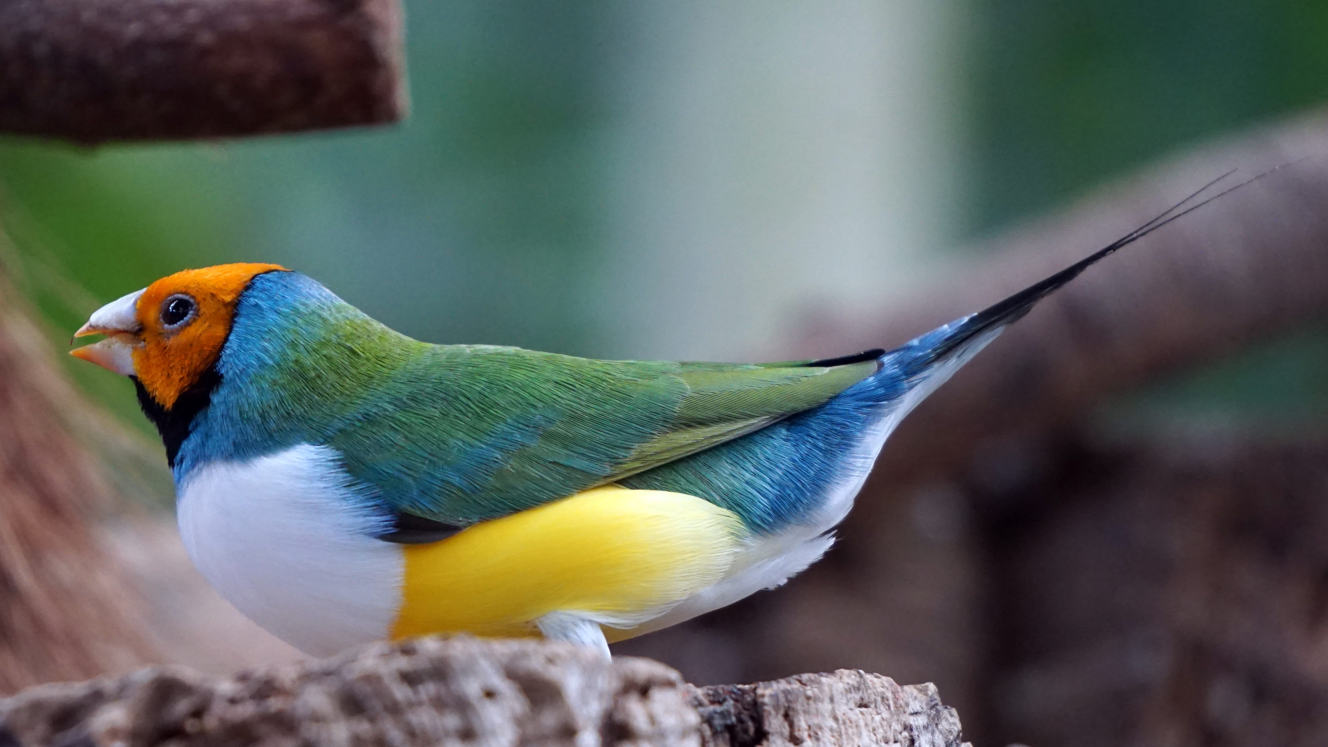 beauty in nature, no people, colorful, erytrura, animals in the wild, multi colored, one animal, vertebrate, 4K, animal body part, close-up, goulds, animal themes, HD Wallpaper